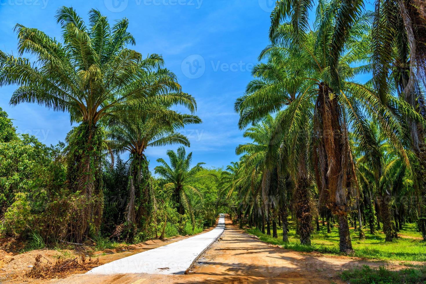 Dusty road through palms plantation and jungle, Than Bok Khorani photo