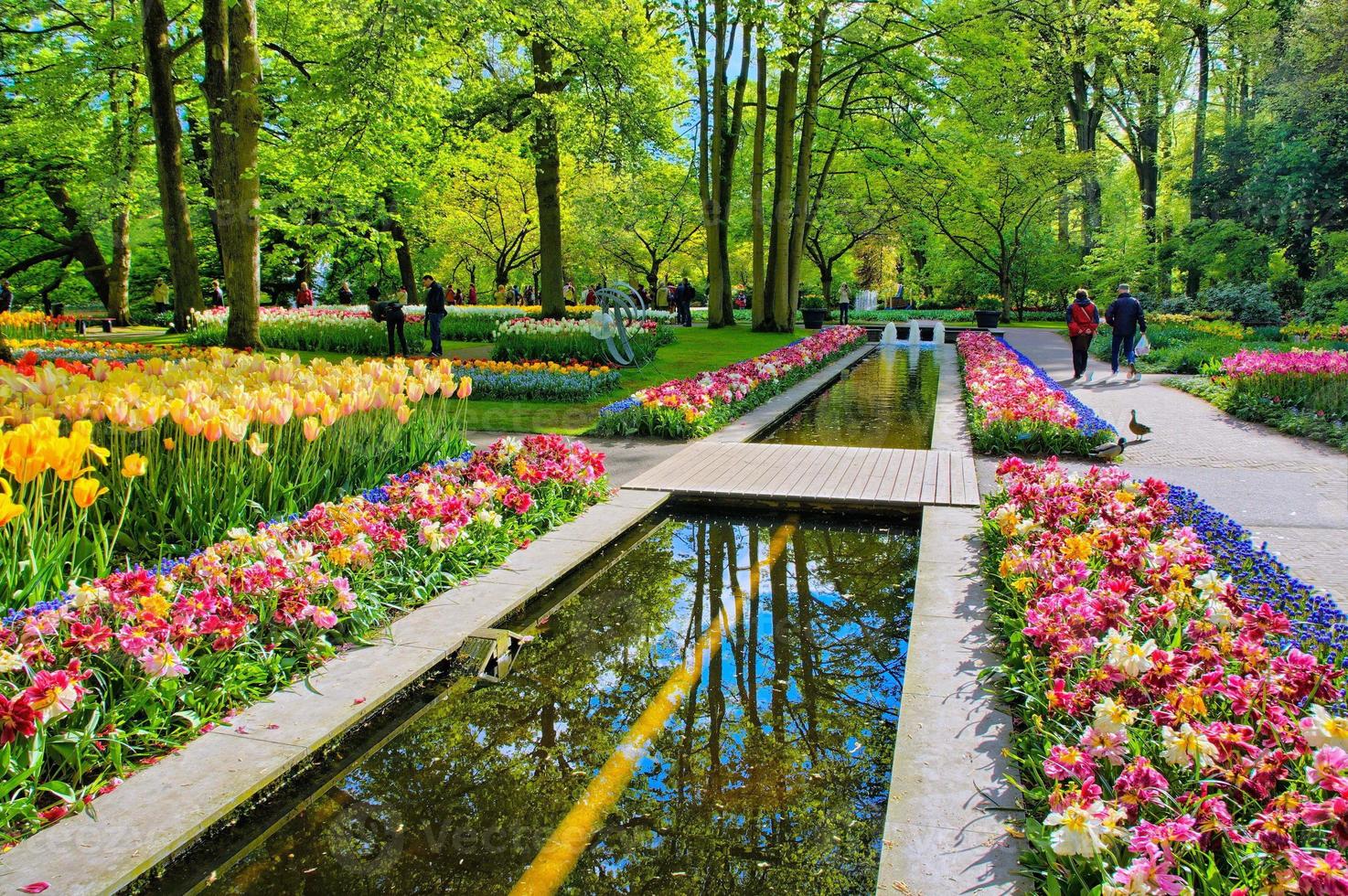 Water path surrounded by colorful tulips, Keukenhof Park, Lisse in Holland photo