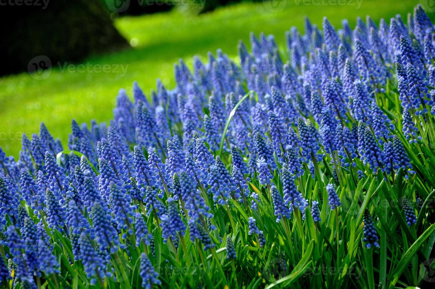 Grape Hyacinth with green grass in Keukenhof park in Holland photo