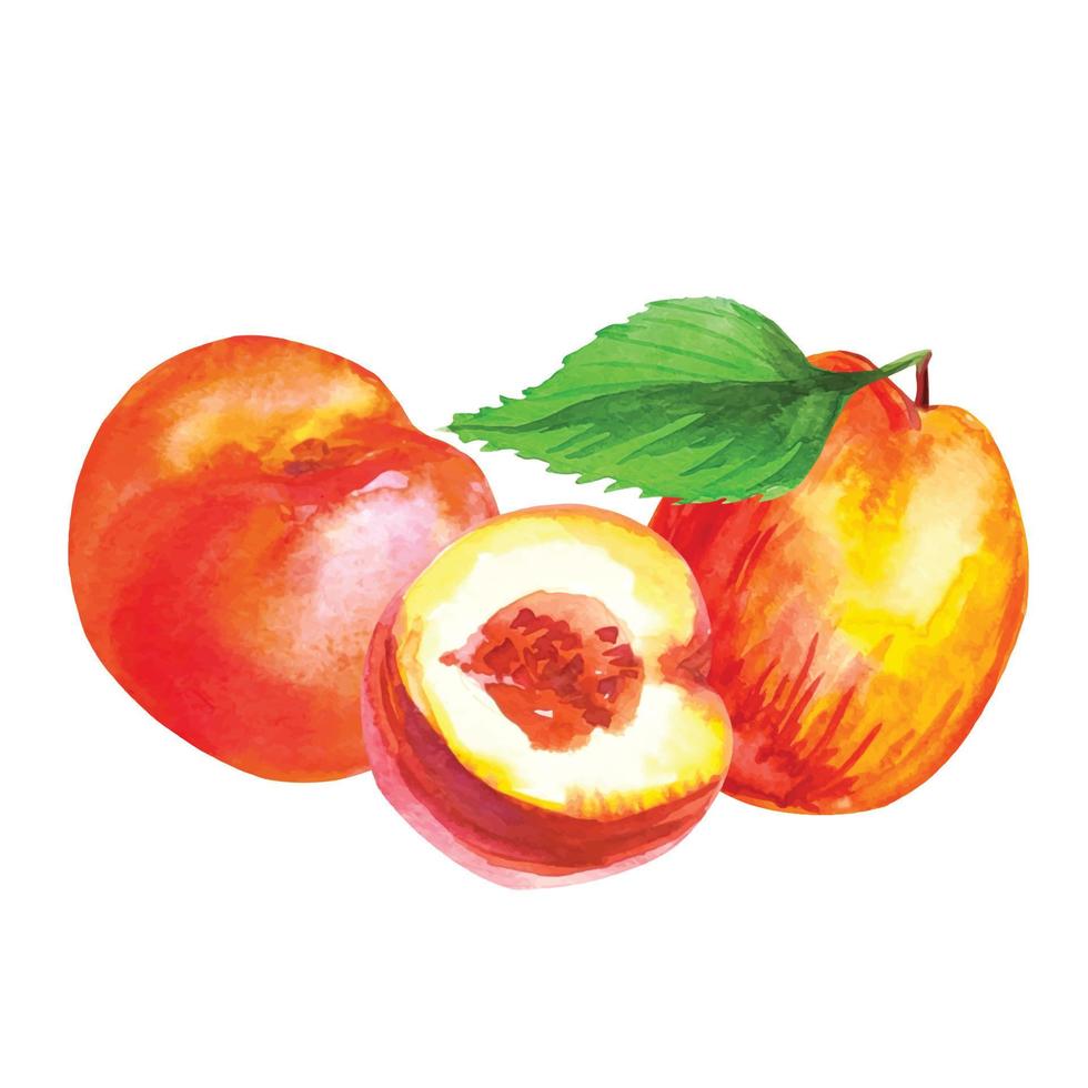 frutas de durazno maduro fruta acuarela ilustración vector