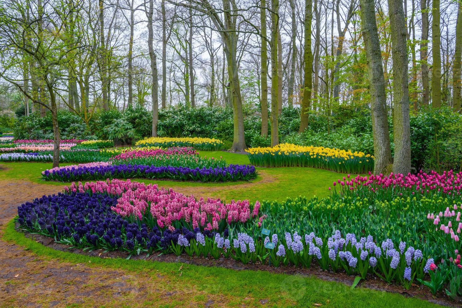 bulbos de jacinto frescos de principios de primavera de color rosa, púrpura y blanco. macizo de flores con jacintos en el parque keukenhof, lisse, holanda, países bajos foto