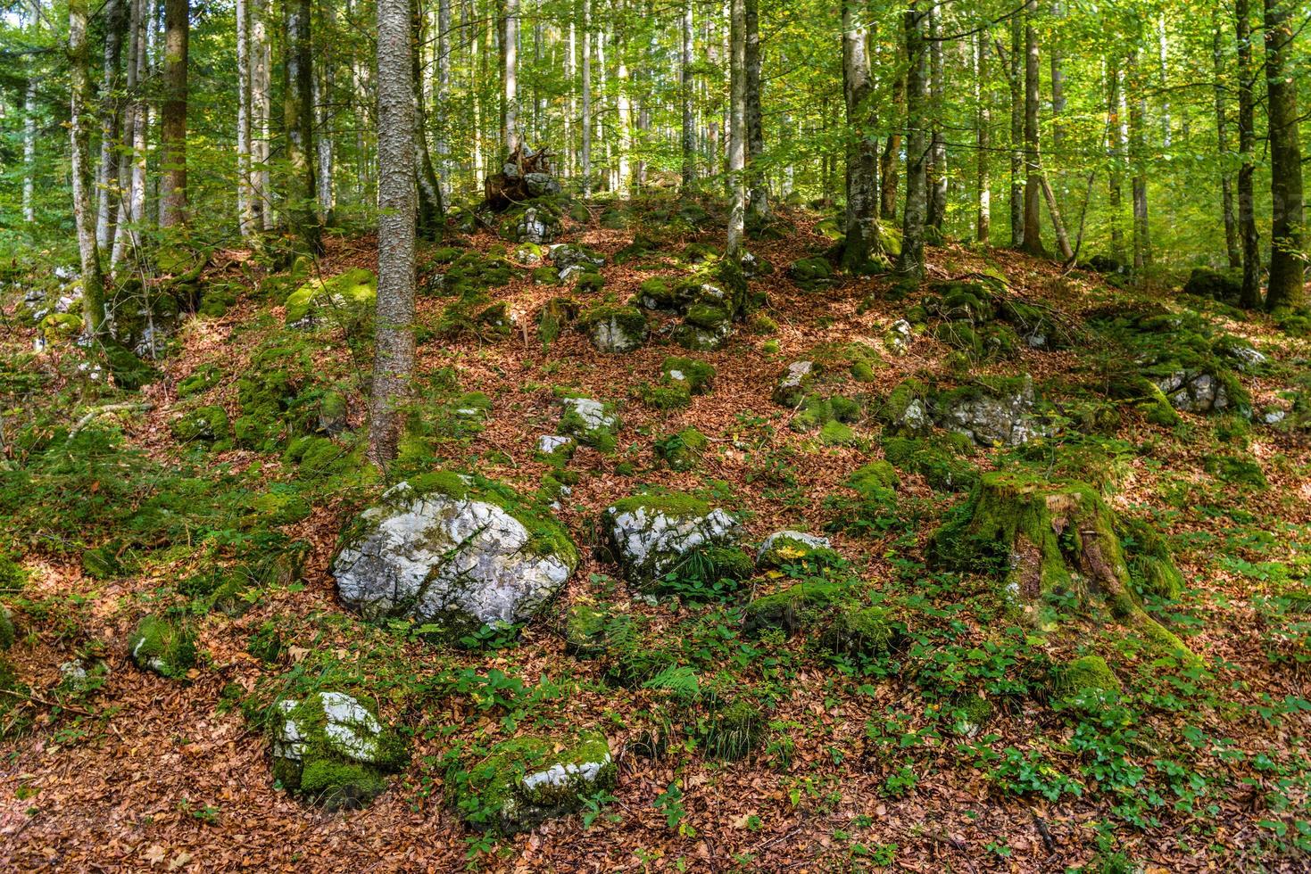 Dark forest with stones in Schoenau am Koenigssee, Konigsee, Berchtesgaden National Park, Bavaria, Germany photo