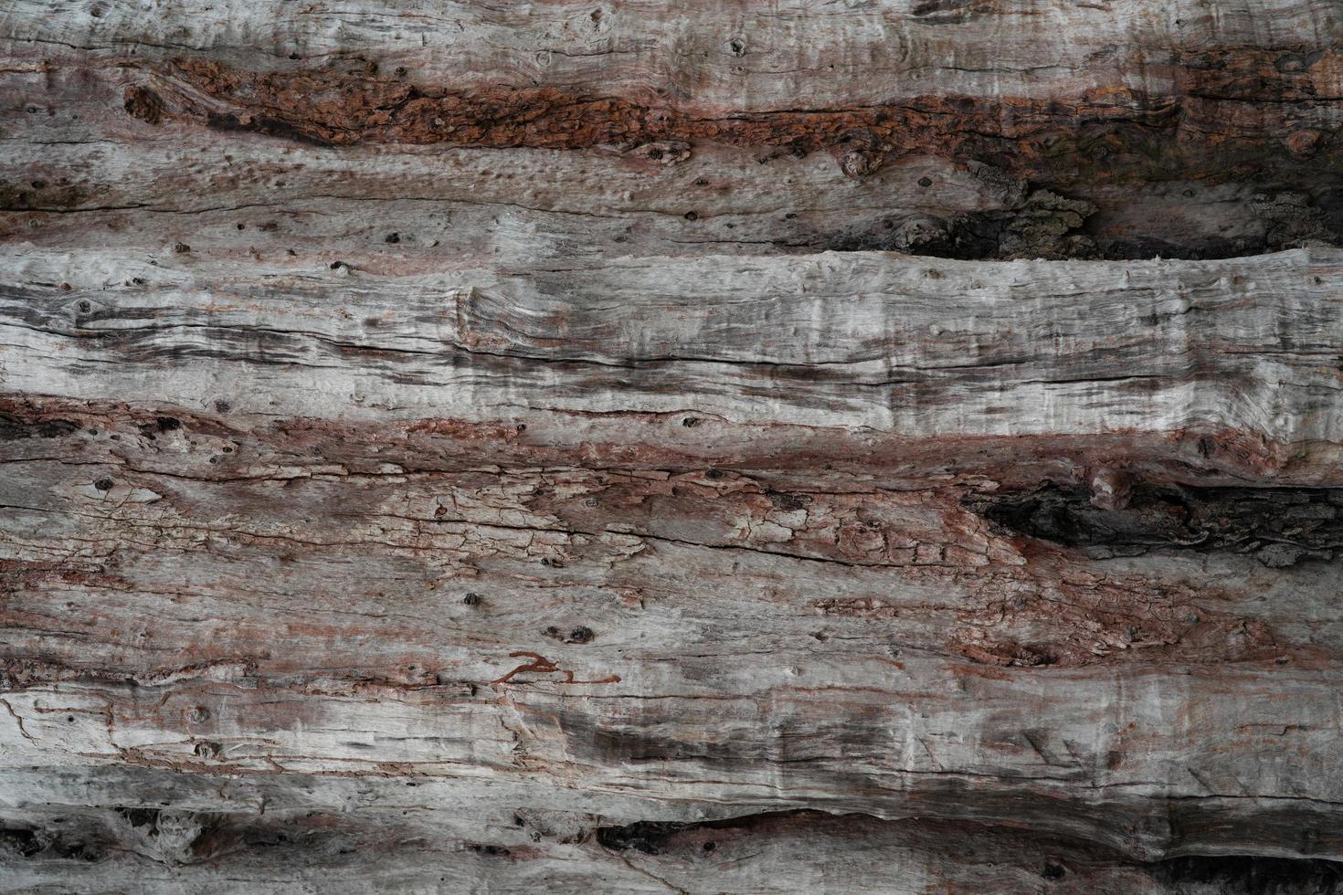 textura de primer plano del viejo árbol podrido. detalle del fondo de textura de madera vieja. superficie áspera del tocón de árbol muerto. material de madera natural degradado para muebles de casa. piel sucia de madera. registro extraño. foto