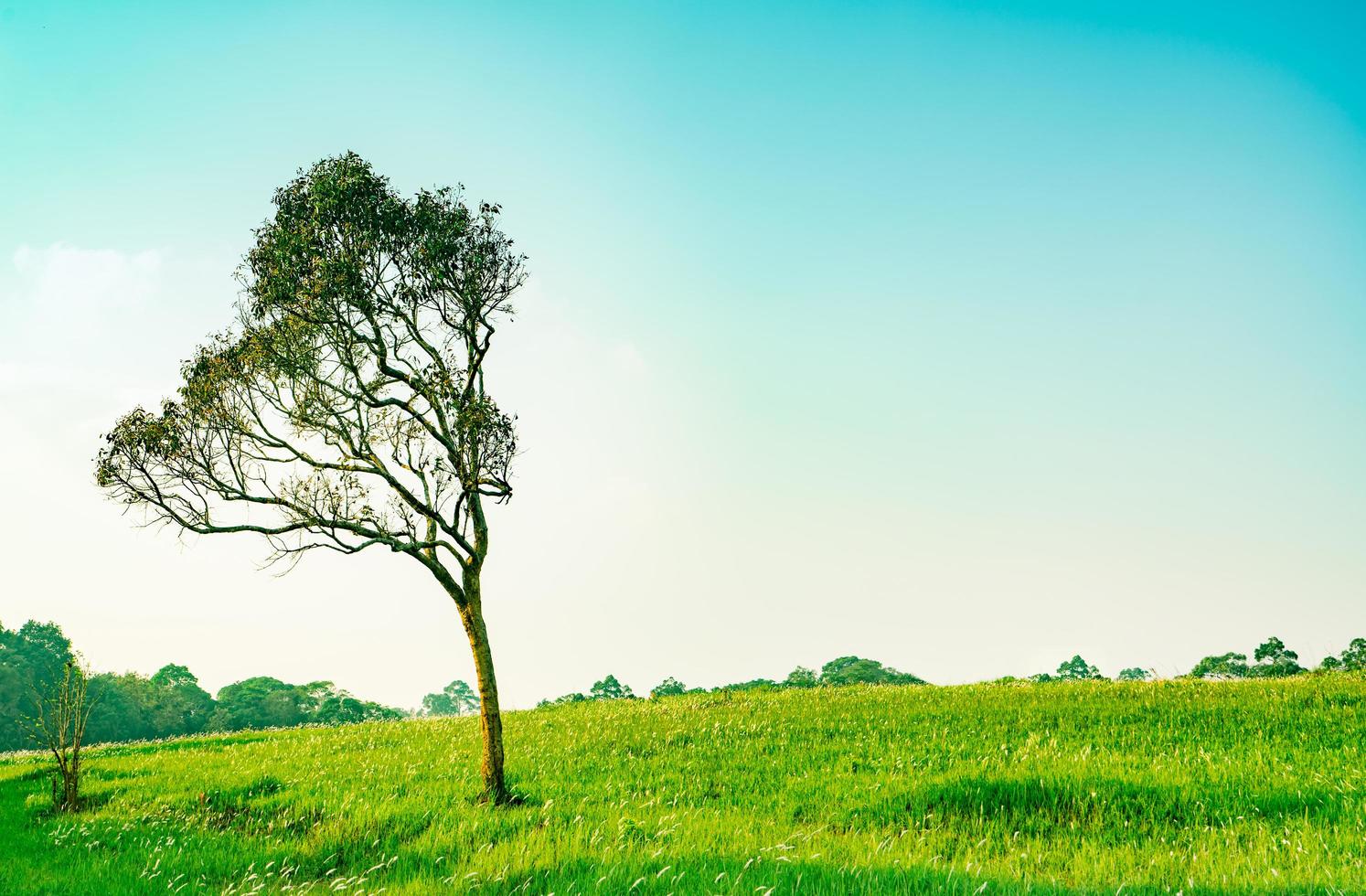 Beautiful blue sky on green treeline landscape - PatternPictures