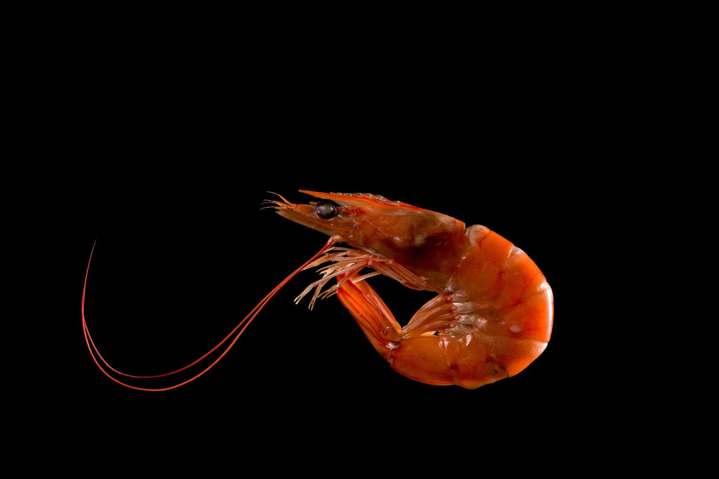 Steamed shrimp isolated on dark background with copy space for text. Seafood buffet in restaurant concept. Use for seafood buffet promotions advertising photo