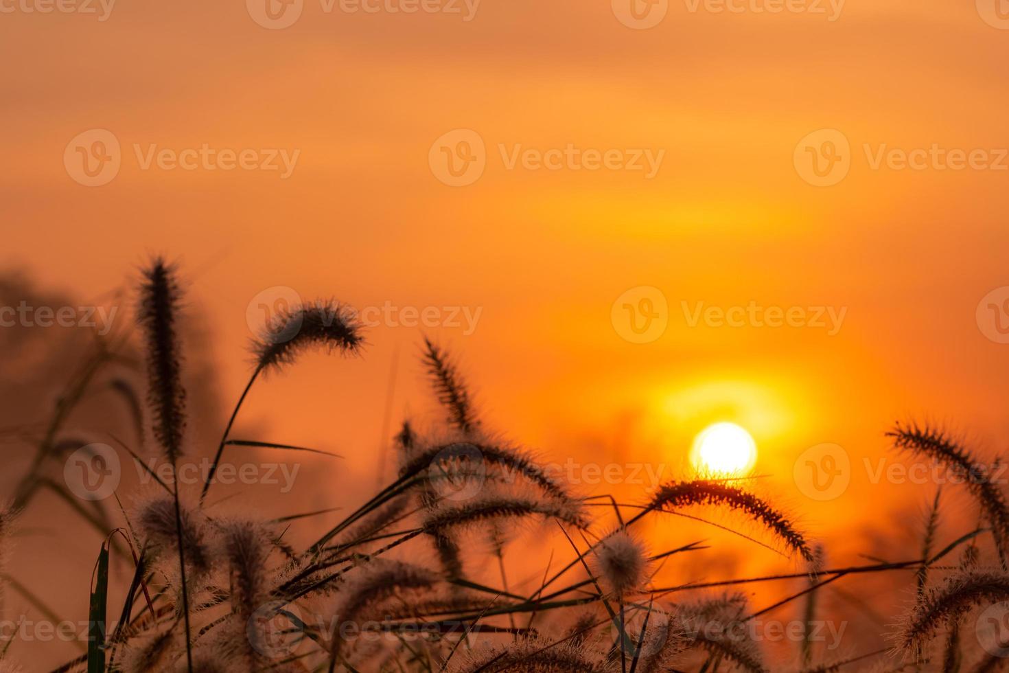 Grass flower in the morning at sunrise with golden sunshine. Flower field in rural. Orange meadow background. Wild meadow grass flowers with morning sunlight. Start new day or new life concept. photo