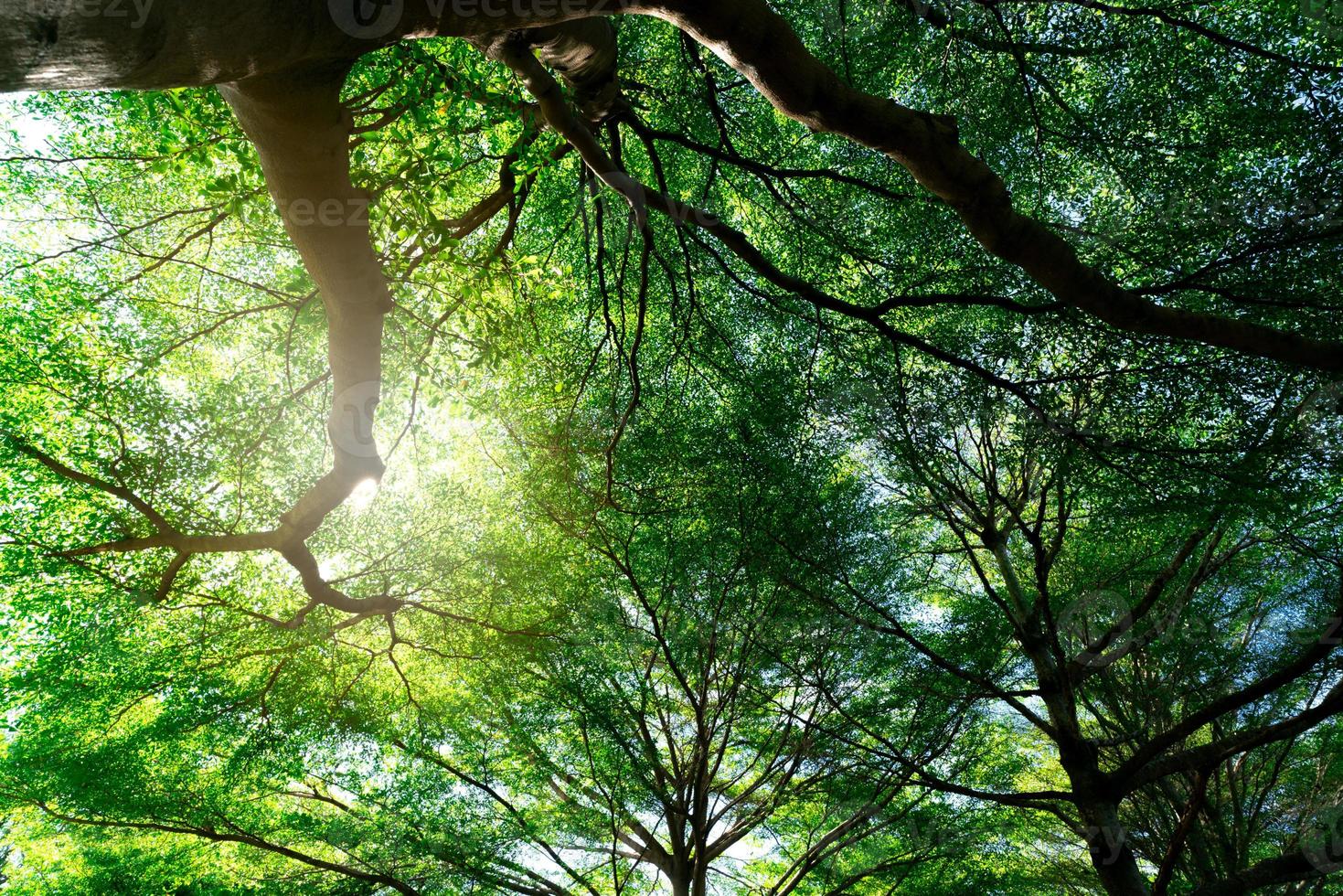 Bottom view of tree trunk to green leaves of tree in tropical forest. Fresh environment in park. Green plant give oxygen in summer garden. Forest is lung for human concept. Breath fresh air concept. photo