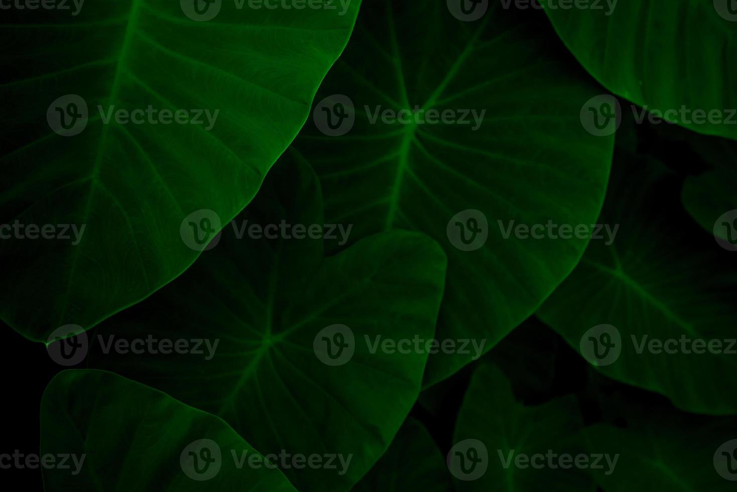 Closeup green leaves of elephant ear in jungle. Green leaf texture background with minimal pattern. Green leaves in tropical forest on dark background. Greenery wallpaper. Botanical garden in night. photo