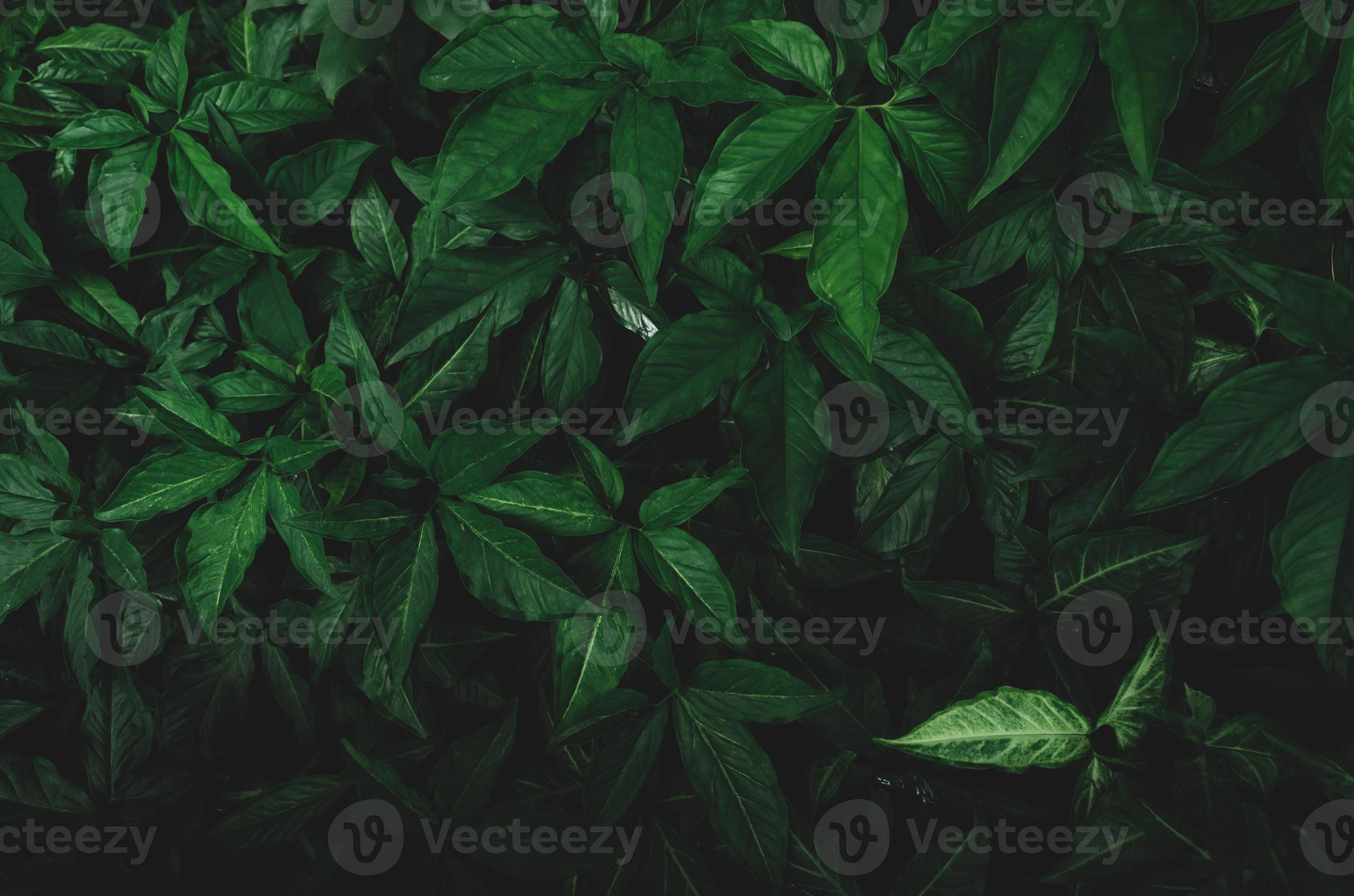 Dark green leaves in the garden. Emerald green leaf texture. Nature