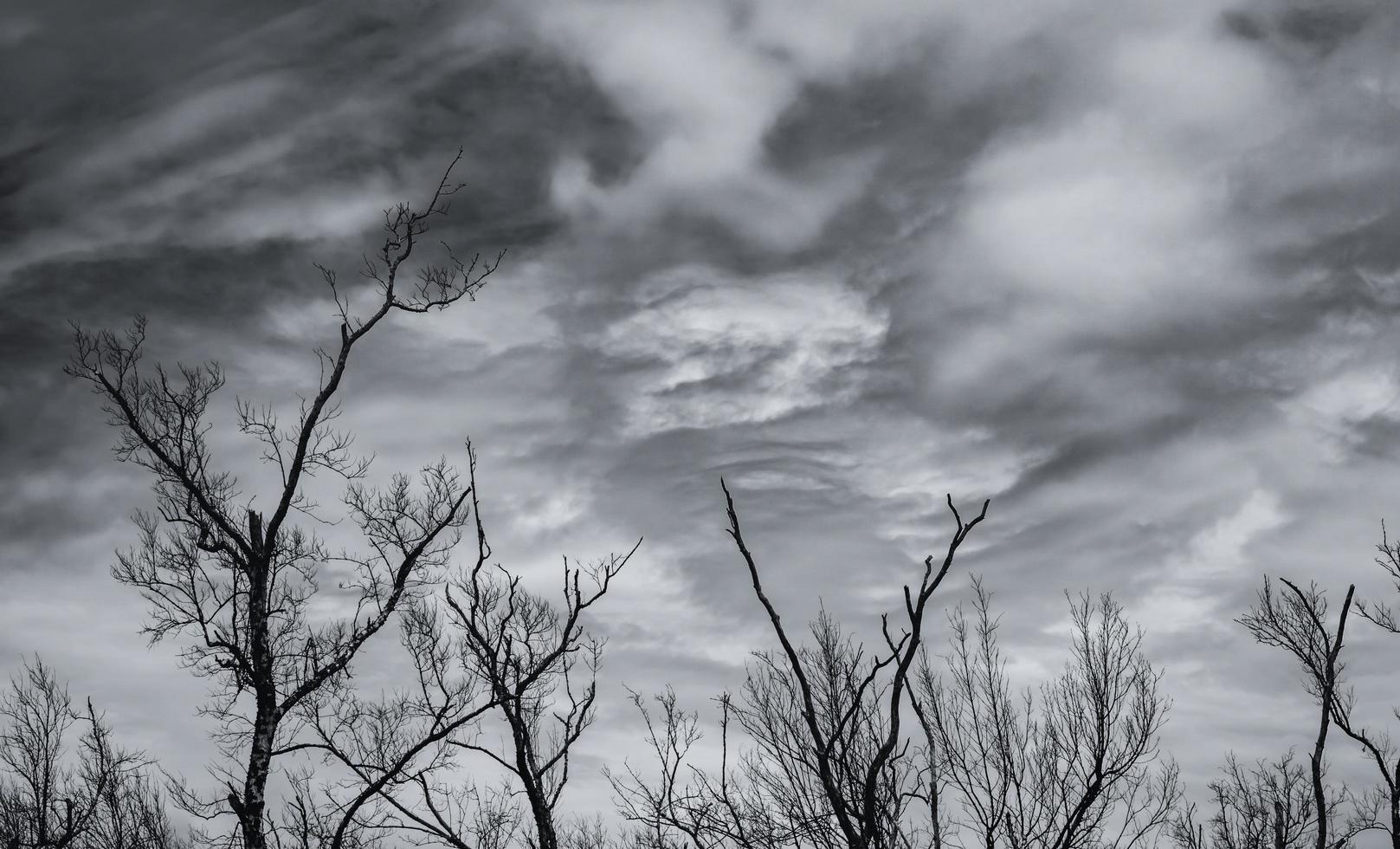 silueta árbol muerto y rama sobre fondo de cielo gris. ramas negras de árbol. fondo de textura de la naturaleza. fondo de arte para triste, muerto, solitario, desesperado y desesperado. fondo del día de halloween. foto