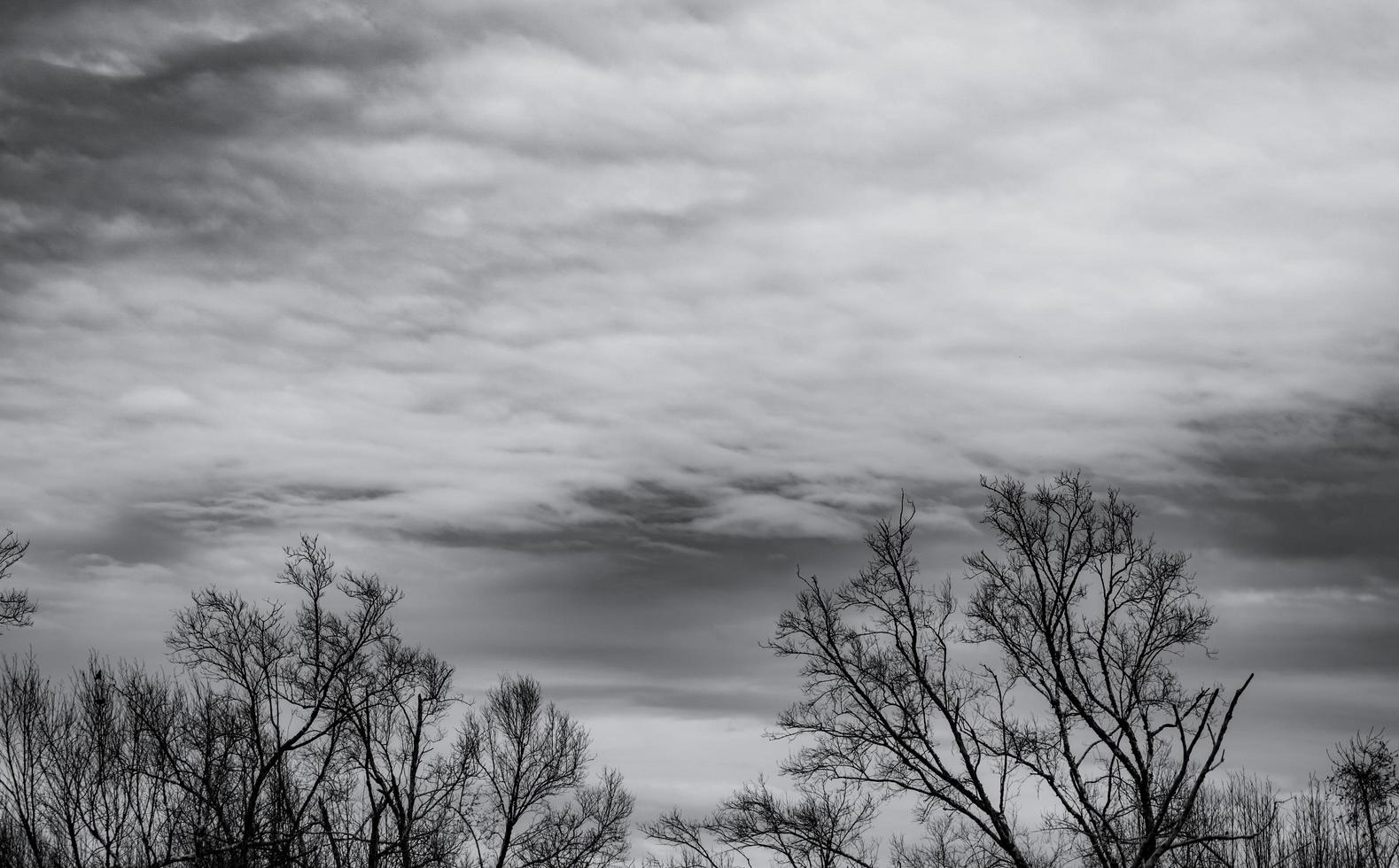 siluetee el árbol muerto en el cielo oscuro y dramático y el fondo de las nubes blancas para la muerte y la paz. fondo del día de halloween. desesperación y concepto sin esperanza. triste de la naturaleza. fondo de muerte y emoción triste. foto