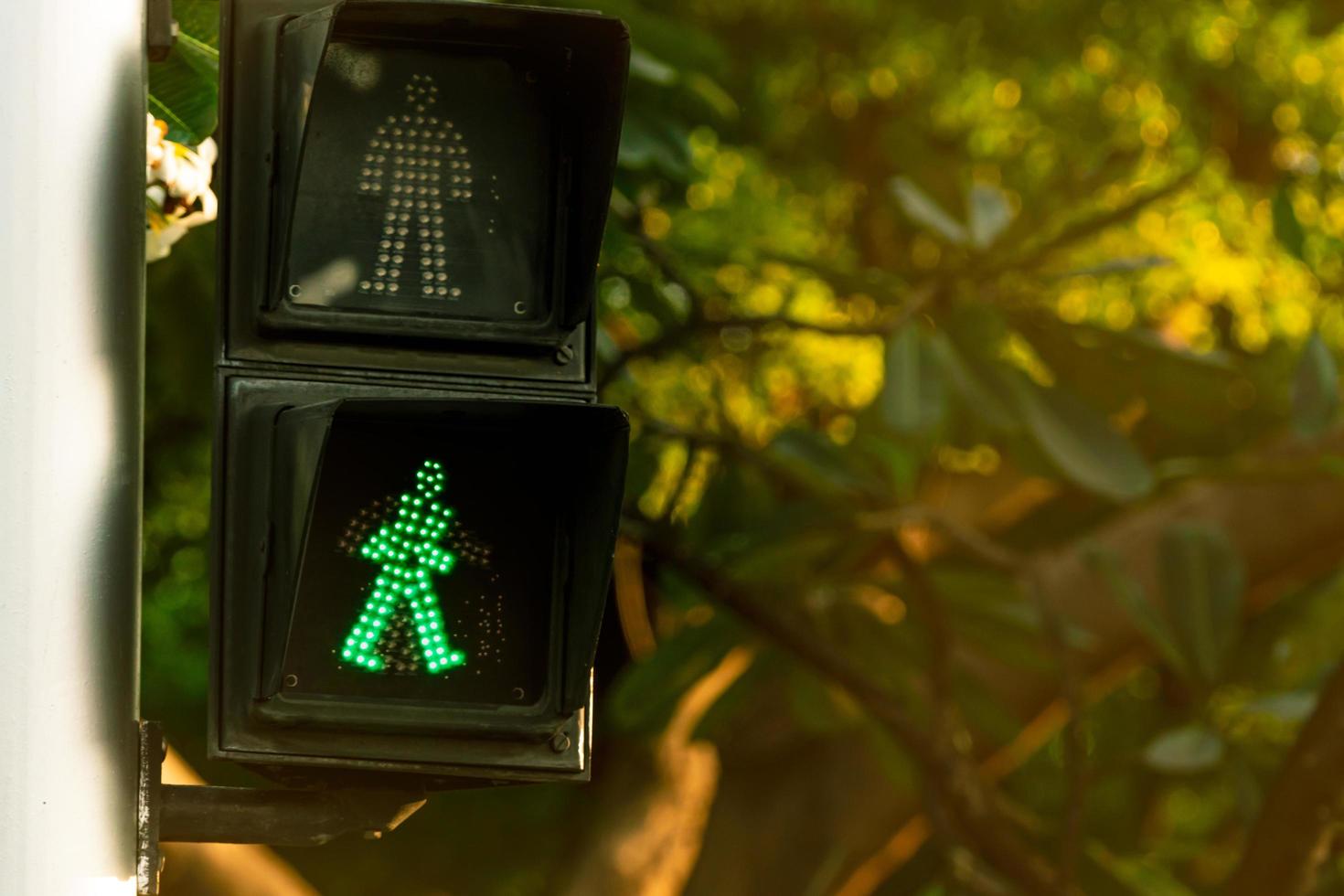 señales peatonales en el poste del semáforo. señal de cruce de peatones para caminar con seguridad en la ciudad. señal de paso de peatones. señal de semáforo verde sobre fondo borroso del árbol de plumeria. foto