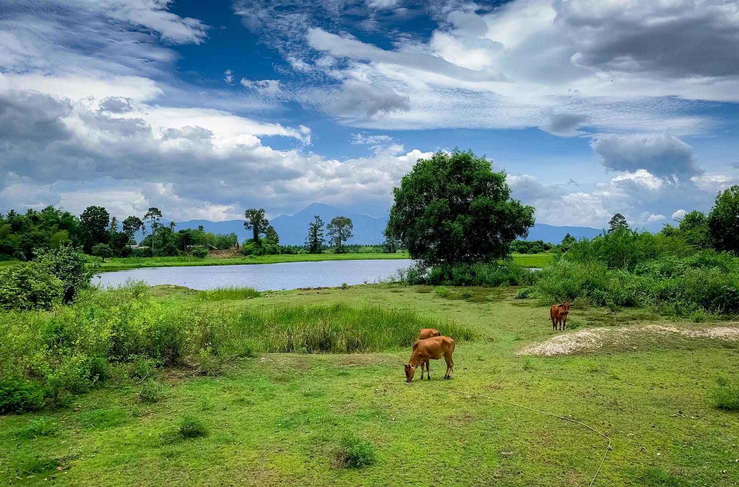 Herd of cow grazing green grass in meadow. Brown cow in pasture. Beef cow cattle farming. Livestock. Animal farm field near river and mountain. Landscape of meadow in countryside. Thai cow. photo