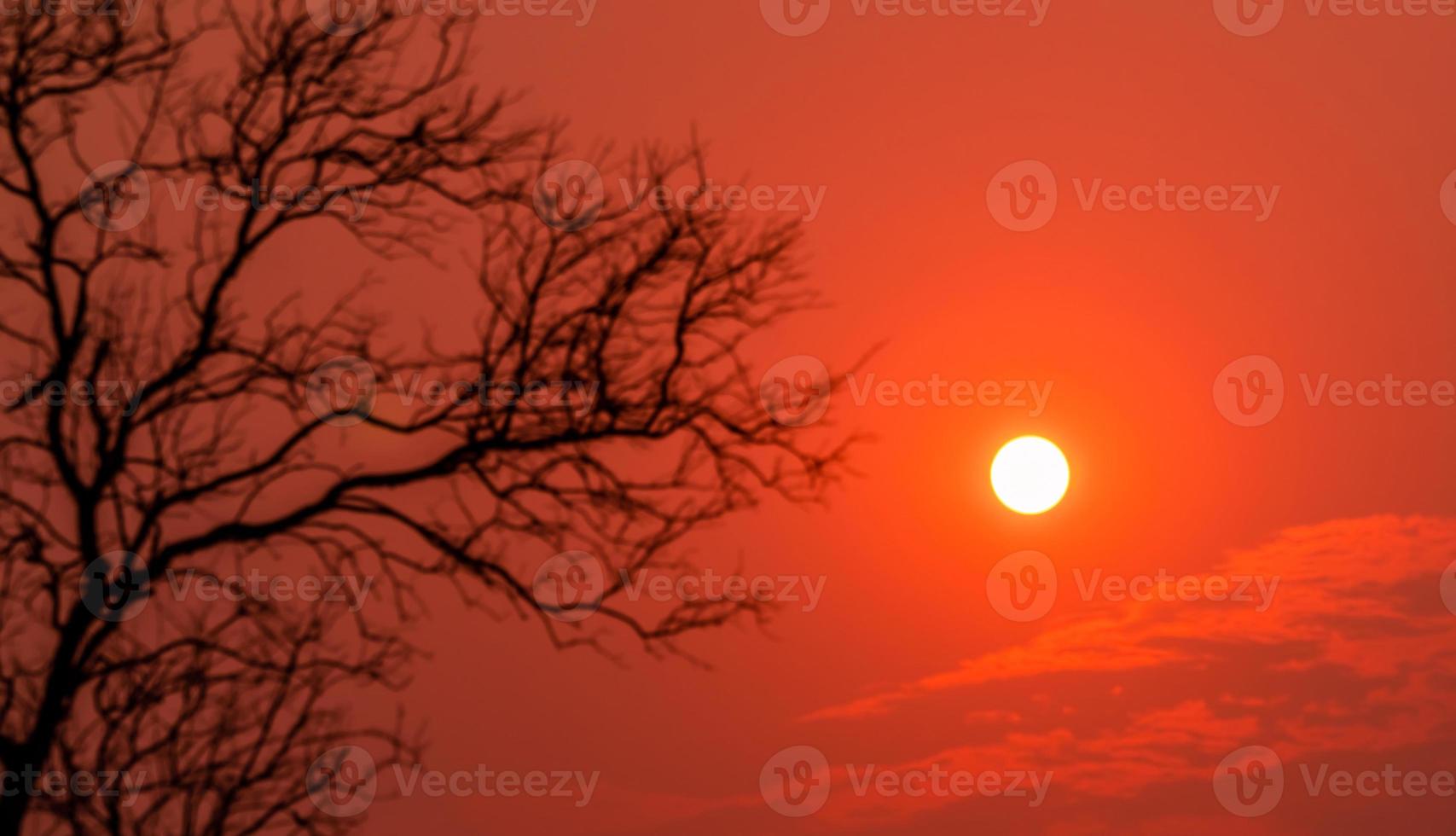 Round small sun on red sunset sky with blur foreground silhouette leafless tree. Peaceful, tranquil, and death abstract background. Beautiful branches pattern. Nature landscape. Summer sky at dusk. photo