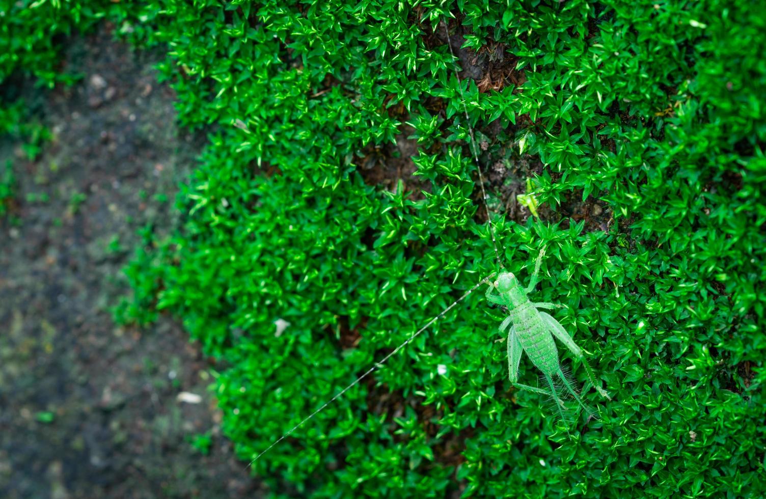 Macro shot detail of small grasshopper on green grass. Insect ecology. Small animal in the world. Grasshopper's life cycle photo