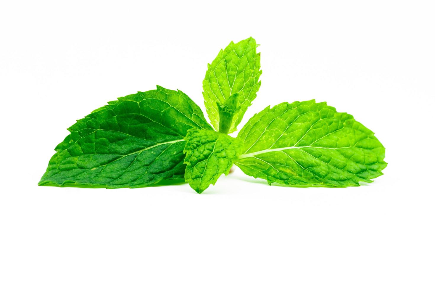 hoja de menta de cocina aislada sobre fondo blanco. menta verde fuente natural de aceite de mentol. hierba tailandesa para guarnición de alimentos. Hierba para combatir la flatulencia y hacer un aliento fresco y seguro. foto