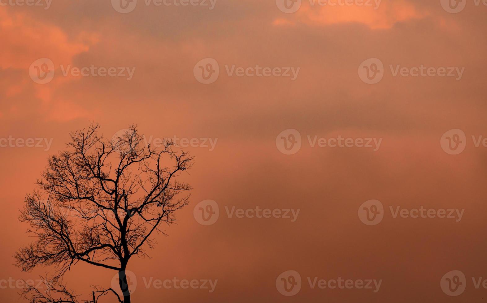 Silhouette dead tree on orange sunset sky and clouds. Sad, death, and grief background. Nature landscape. Beauty in nature. Leafless tree with copy space for inspiration or quote abstract background. photo