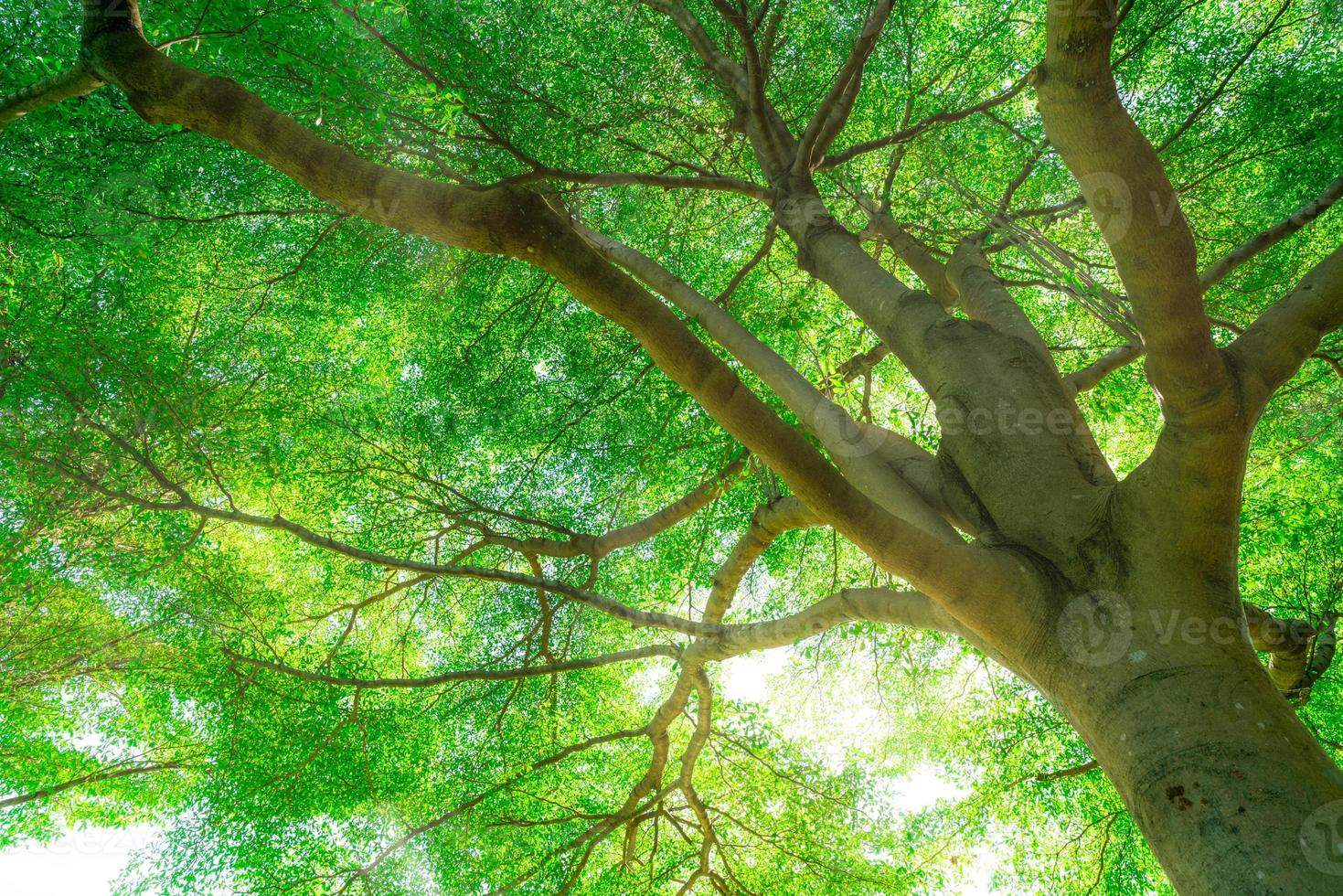Bottom view of tree trunk to green leaves of big tree in tropical forest with sunlight. Fresh environment in park. Green plant give oxygen in summer garden. Forest tree with small leaves on sunny day. photo
