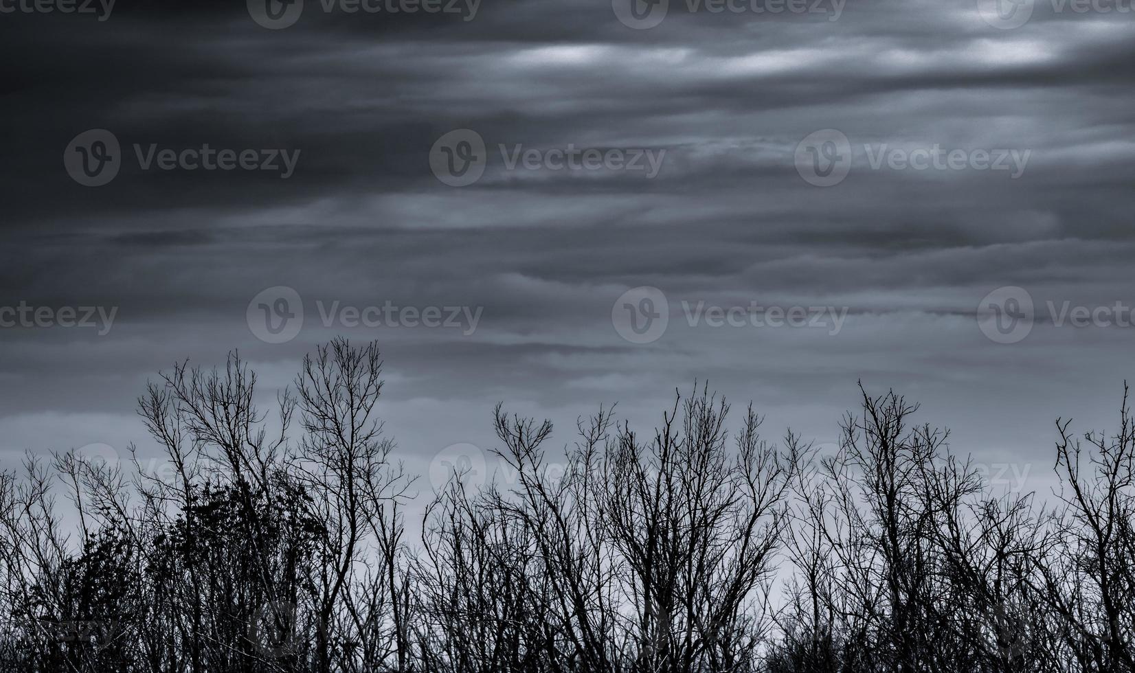 Silhouette dead tree and branch on grey sky background. Black branches of tree. Nature texture background. Art background for sad, dead, lonely, hopeless, and despair. Halloween day background. photo