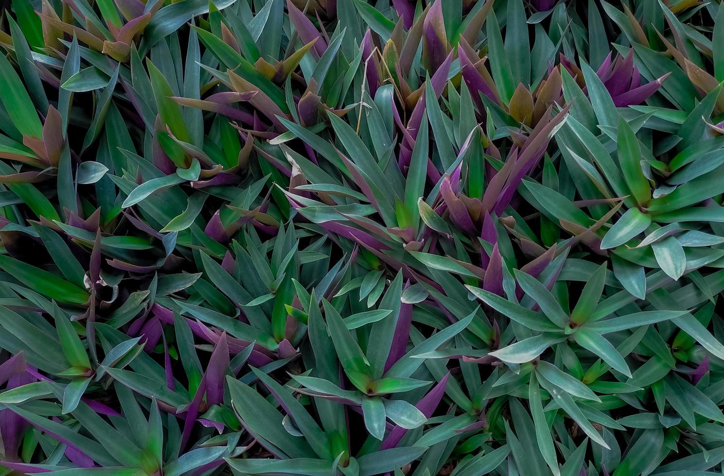 planta de ostra tradescantia spathacea. cierre las hojas verdes y moradas de la planta de hierbas en el jardín de hierbas en un día soleado. planta ornamental en el parque. concepto de plantación de hierbas. vista superior de hojas verdes. foto