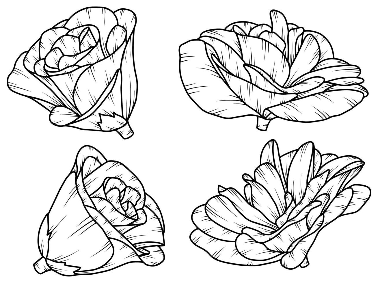 Hand drawn flower sketch line art illustration. Rose line art vector