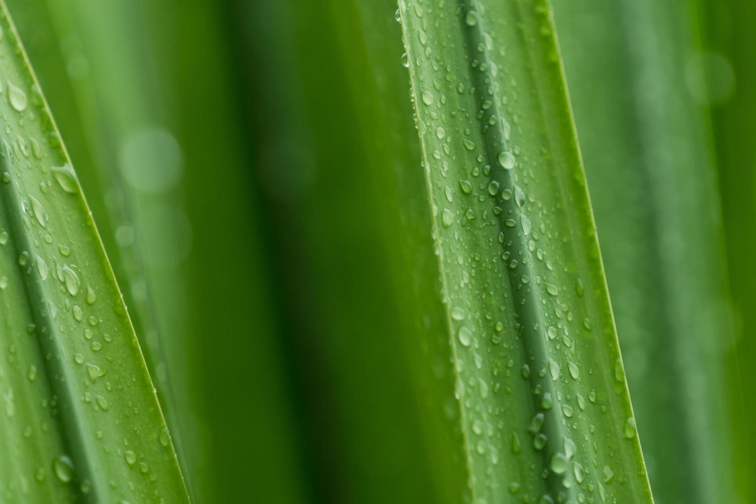 Selective focus fresh green leaves with raindrop. Water drops or rain drop on green plant leaves in garden. Nature background. Rainy season. Green leaf texture background with minimal pattern for spa. photo