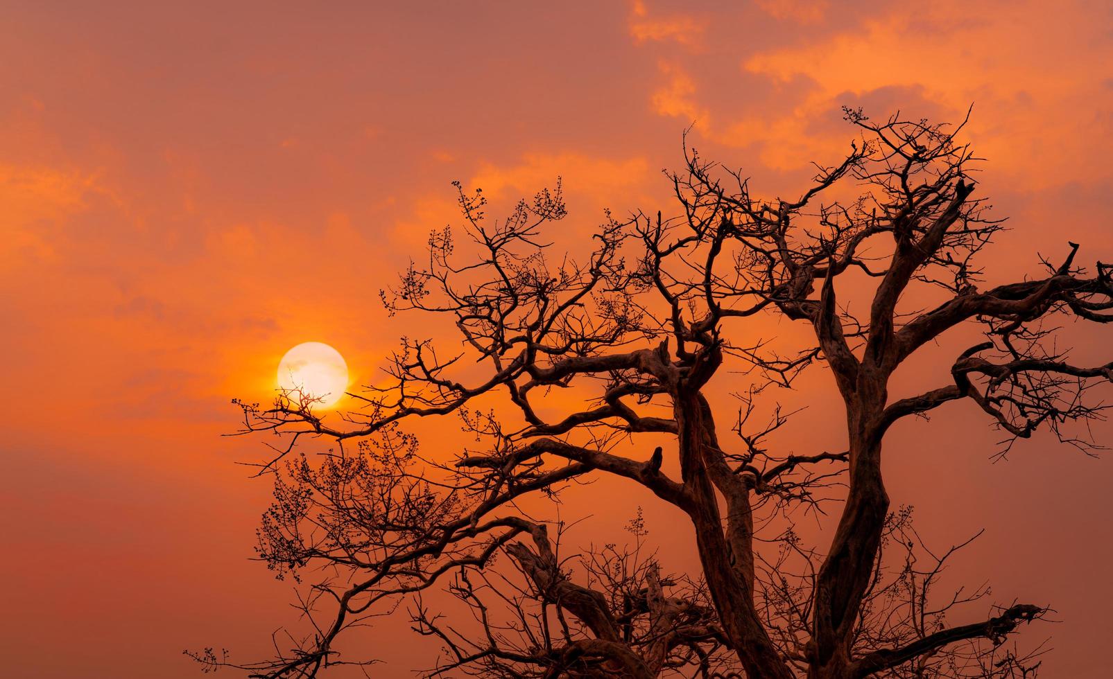 hermosa silueta árbol sin hojas y cielo al atardecer. escena romántica y pacífica de sol y cielo rojo al atardecer con un hermoso patrón de ramas. temporada de otoño con naturaleza tranquila. belleza en la naturaleza. foto