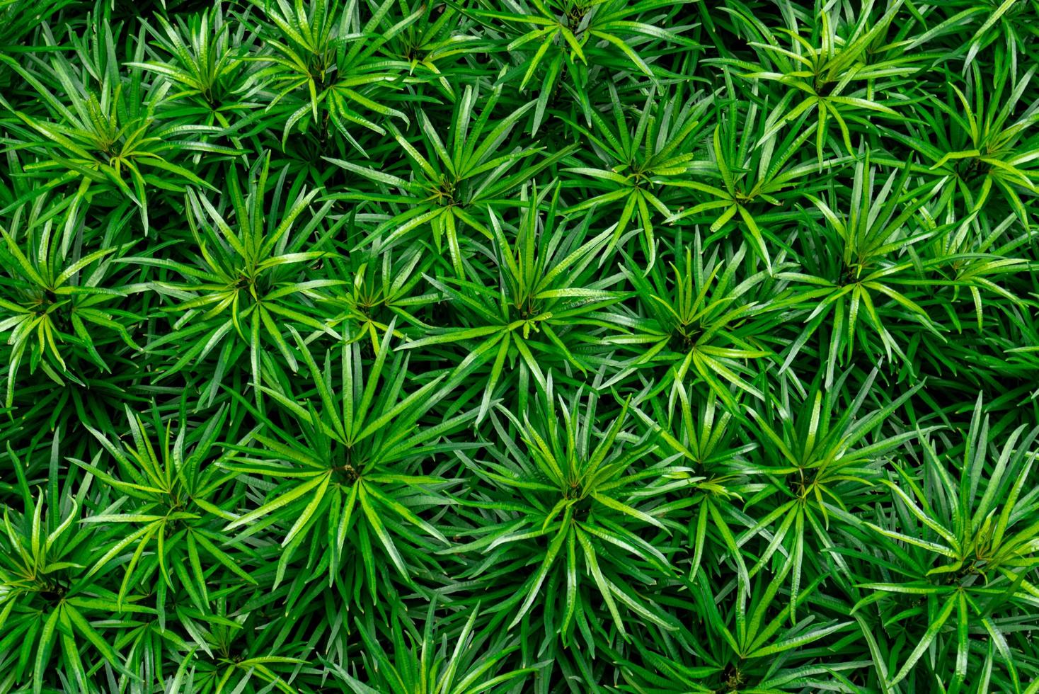 Closeup of green leaves texture background. Green leaves with beautiful pattern in jungle for organic concept. Natural plant in tropic garden. Nature background. Small green leaf in bush background. photo