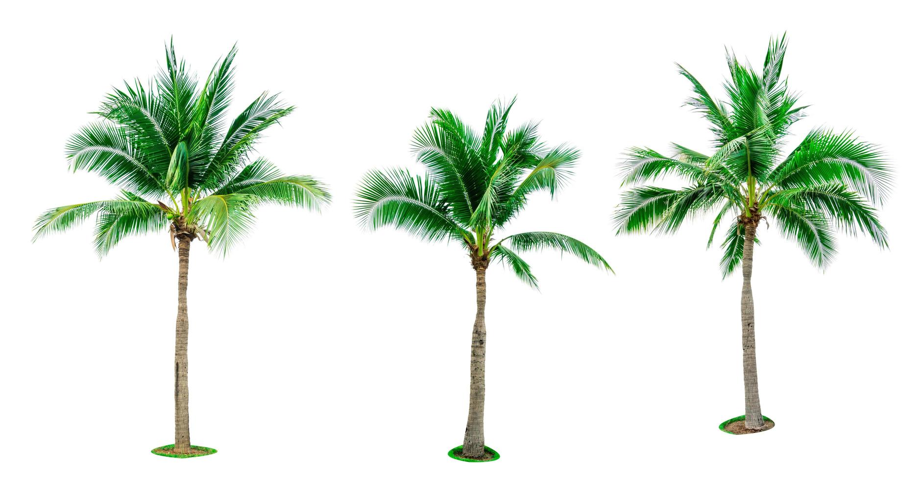 conjunto de árboles de coco aislado sobre fondo blanco utilizado para publicidad arquitectura decorativa. concepto de verano y playa. palmera tropical. foto