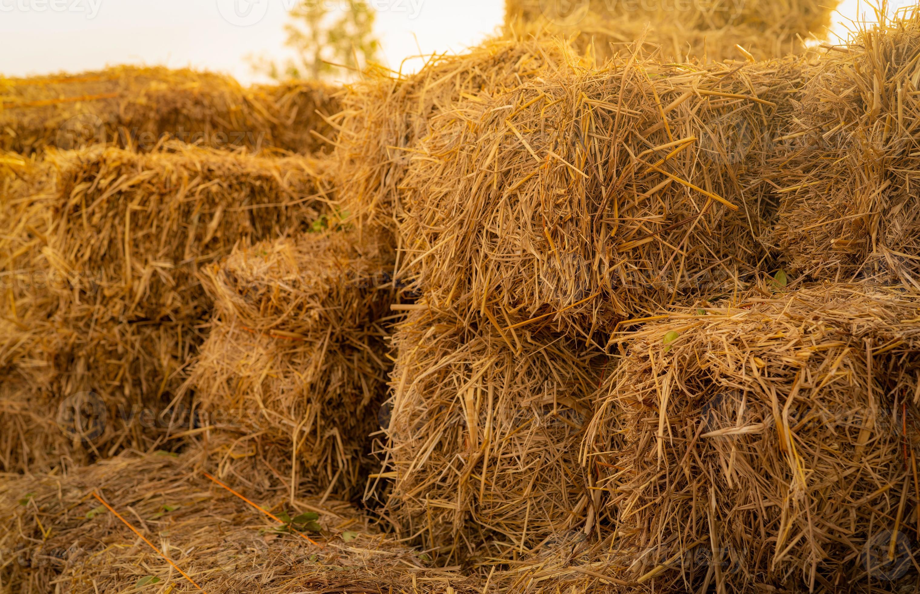 Dry straw bale. Pile of stacked yellow straw bales. Haystack in farm. Animal  fodder. Agricultural byproduct. Food and bedding for cows, horse, poultry,  sheep, and livestock. Hay stack for animal feed. 7789151