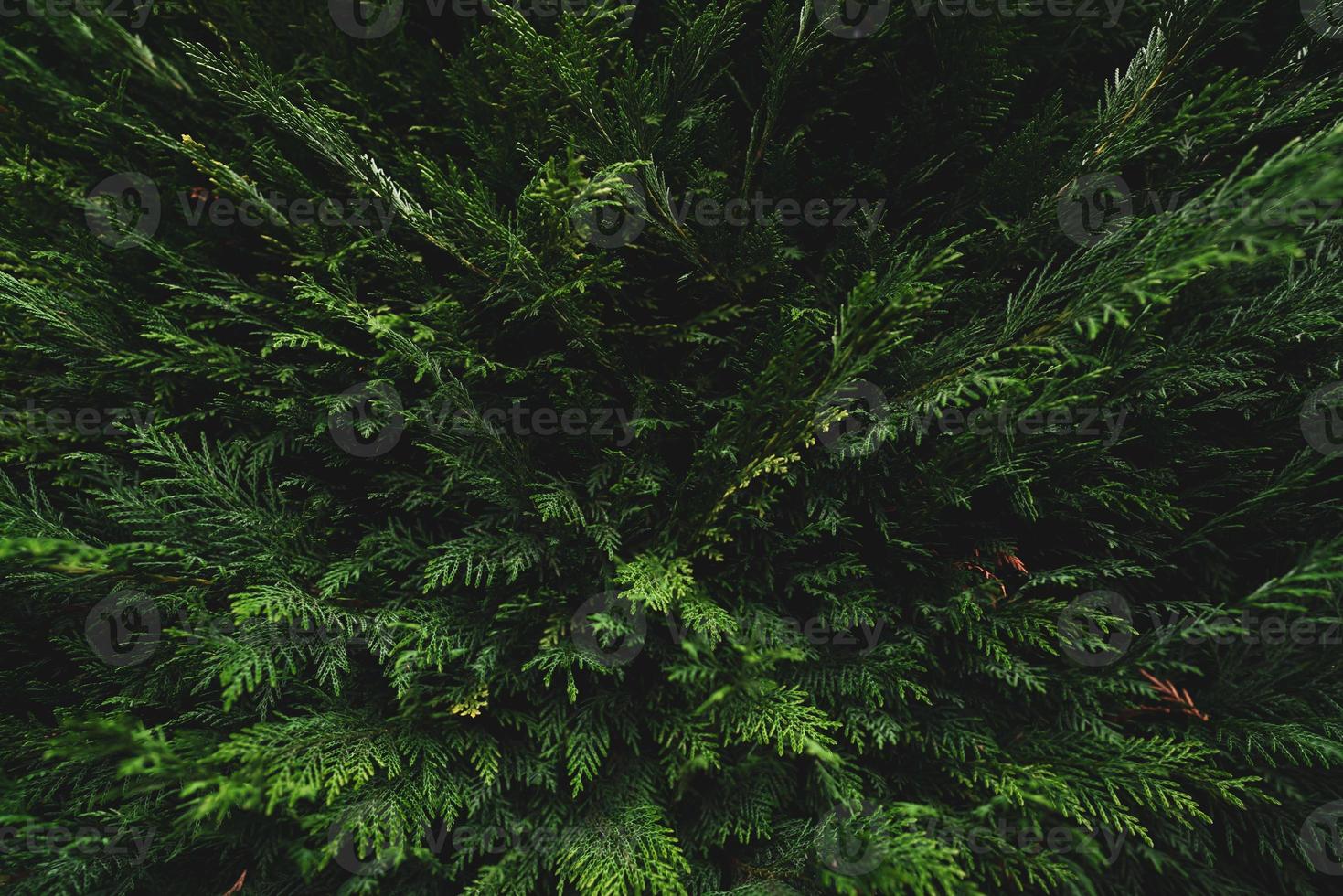 Top view of green leaves on dark background in jungle. Above view of dense dark green leaves in garden. Nature abstract background. Beautiful dark green leaf texture. Small green leaves background. photo