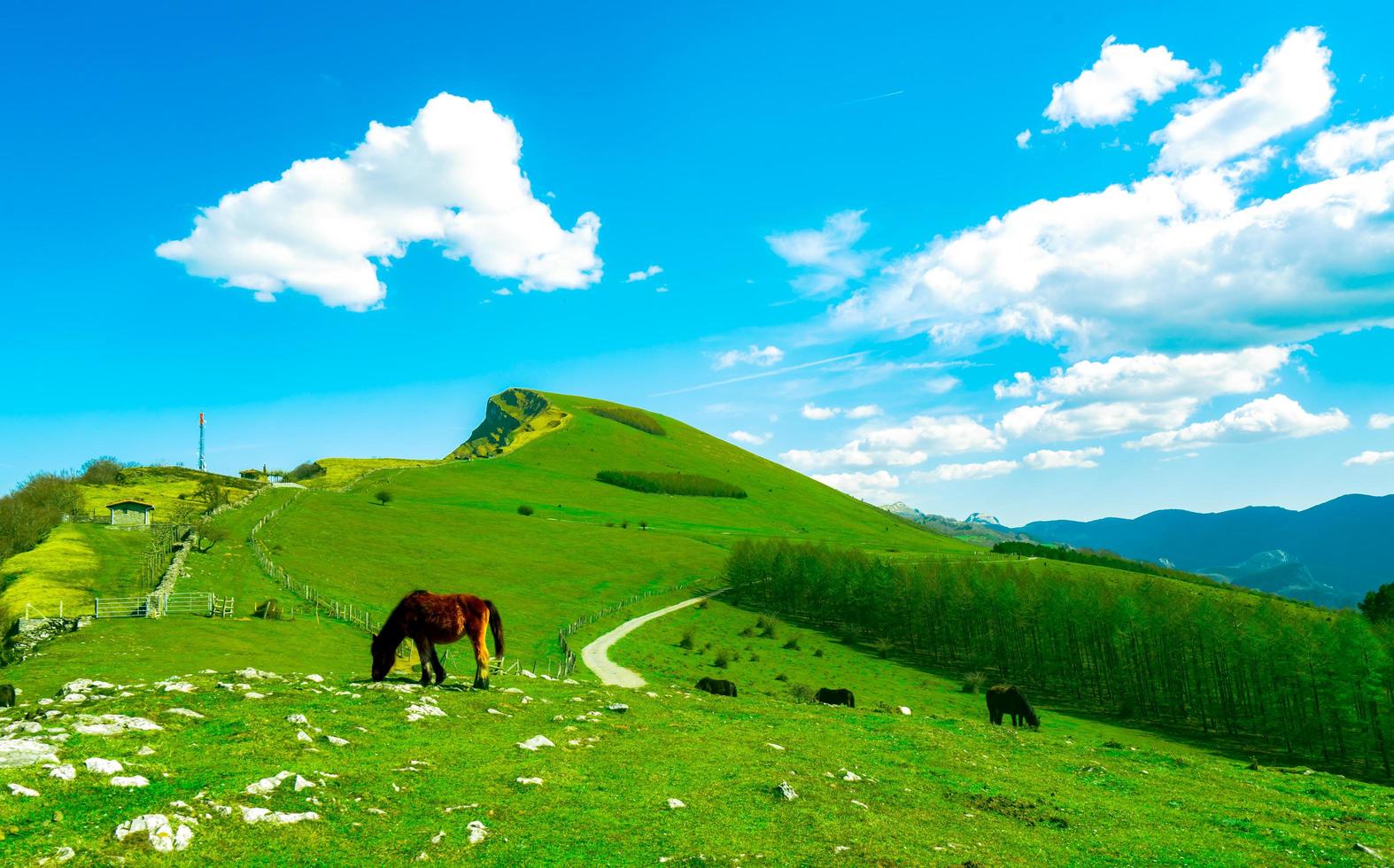 manada de caballos pastando en la colina con hermoso cielo azul y nubes blancas. rancho de cría de caballos. pastos de animales. paisaje de campo de hierba verde en la montaña. pastizales de campo en primavera. foto