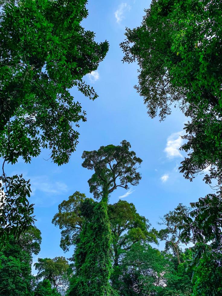Bottom view of green tree in tropical forest with bright blue sky and white cloud. Bottom view background of tree with green leaves and sun light in the the day. Tall tree in woods. Jungle in Thailand photo