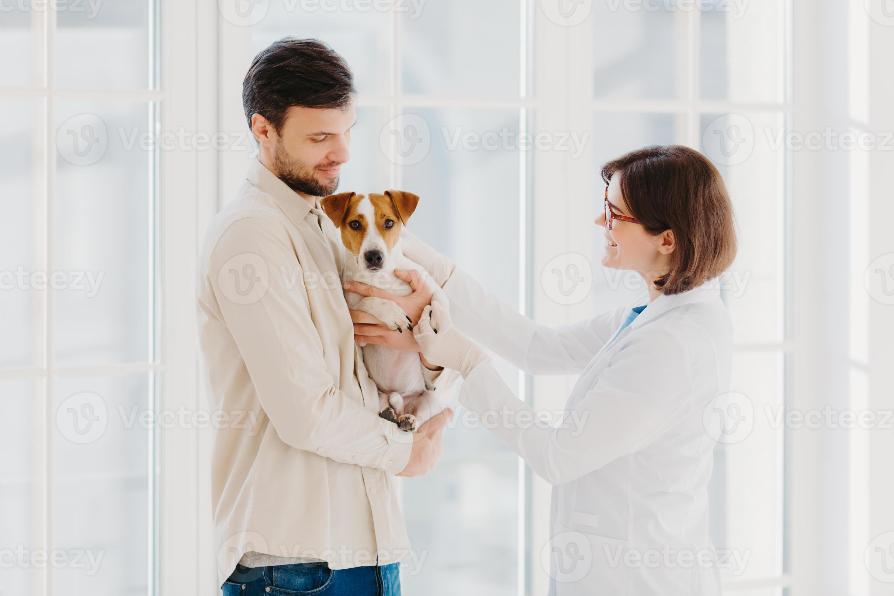 Sideways shot of veterinary woman going to examine sick dog. Jack russell terrier dog and his owner come to vet clinic, need help to cure disease, stand against window. Taking care of Sideways shot of veterinary woman going to examine sick dog. Jack russell terrier dog and his owner come to vet clinic, need help to cure disease, stand against window. Taking care of