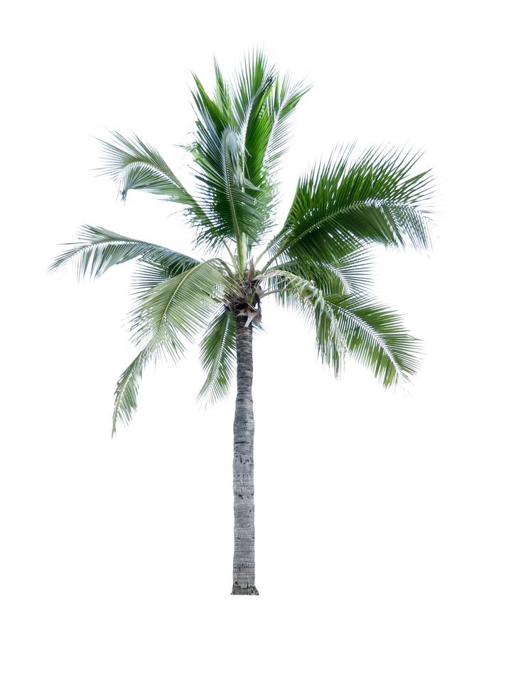 Coconut tree isolated on white background used for advertising decorative architecture. Summer and paradise beach concept. Tropical coconut tree isolated. Palm tree with green leaves in summer. photo