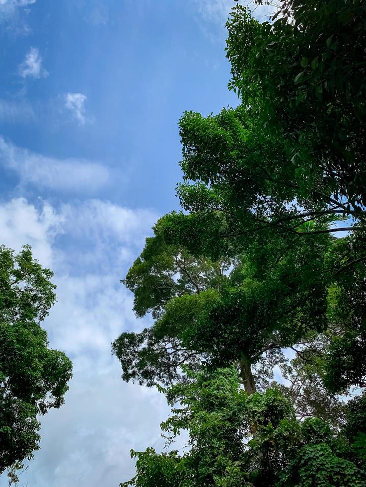 Bottom view of green tree in tropical forest with bright blue sky and white cloud. Bottom view of tree with green leaves. Tall tree in woods. Tropical forest. Nature landscape. photo