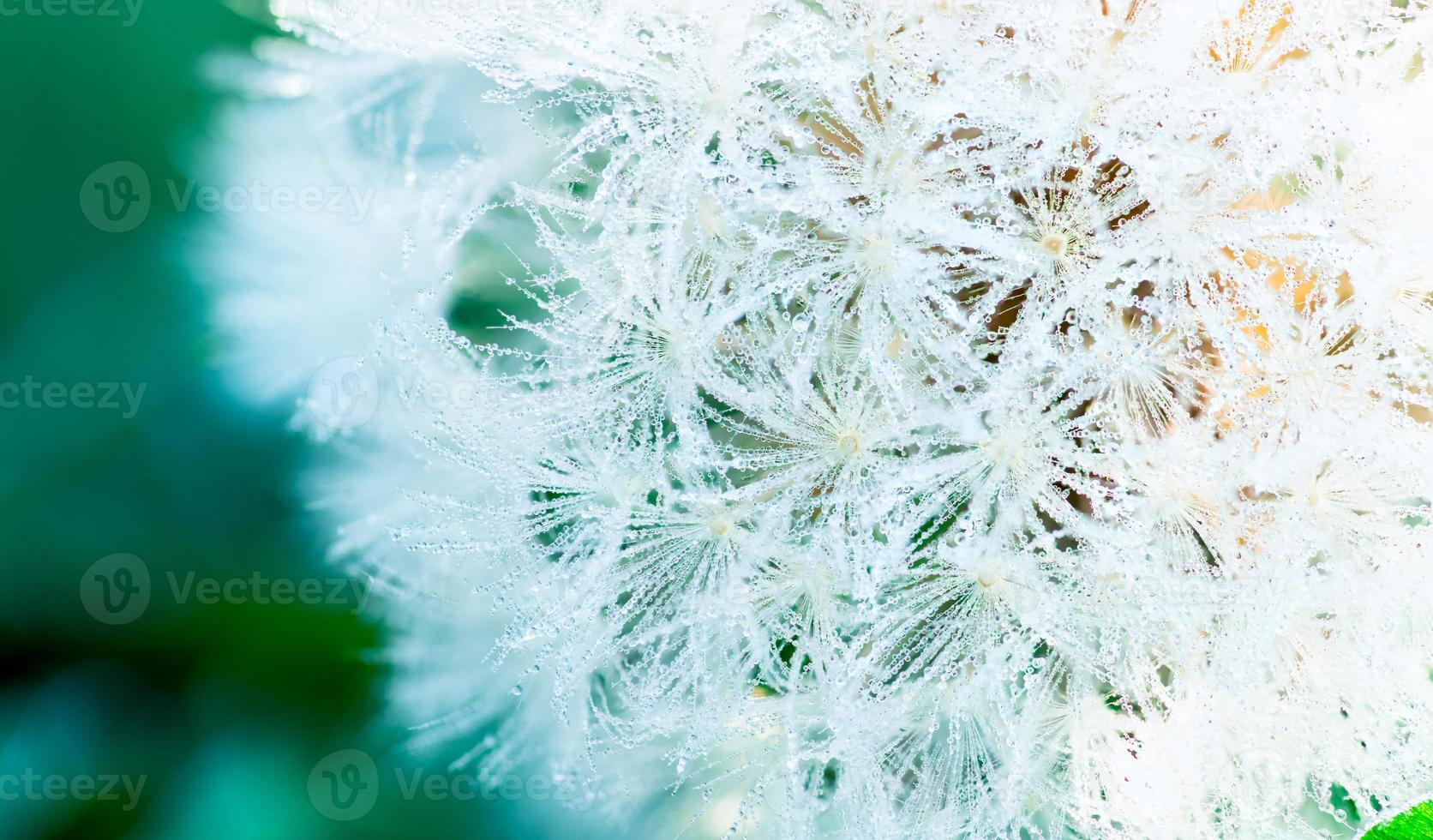 Many of dew drops on dandelion in the morning of spring season. Beautiful water drops on white flower. Macro shot detail of dew drops on dandelion in the organic garden. Nature abstract background. photo