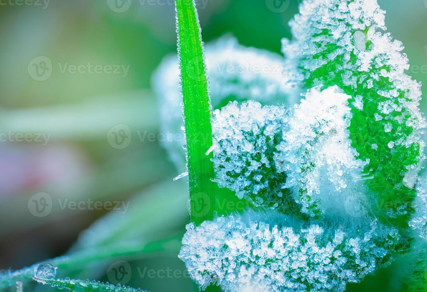 Frosted green leaves in the morning with sunlight. Beautiful frost on green leaves in garden. Nature background. Cold and calm concept. Frozen weather. Fresh environment. Frosted leaf edge texture. photo