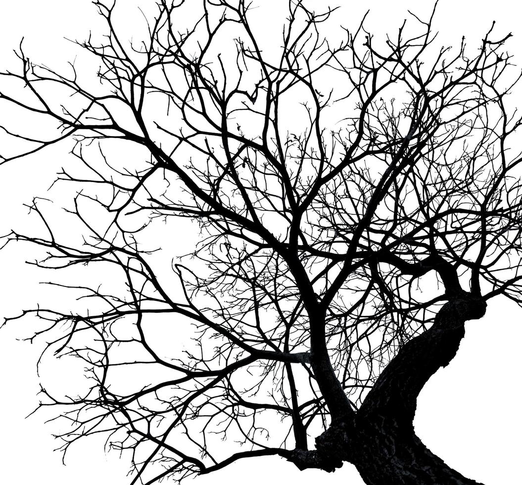 Silhouette dead tree and branch isolated on white background. Background for death, hopeless, despair,sad, and lament concept. Halloween night. Dramatic horror night on Halloween day.  Grief abstract. photo