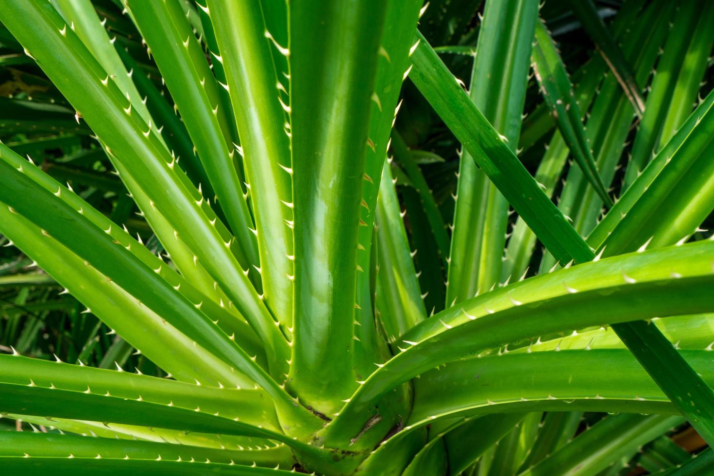 Pandanus tectorius, Pandanus odoratissimus tree with natural sunlight in the morning. Herbal use for diuretic and relieve a fever. photo