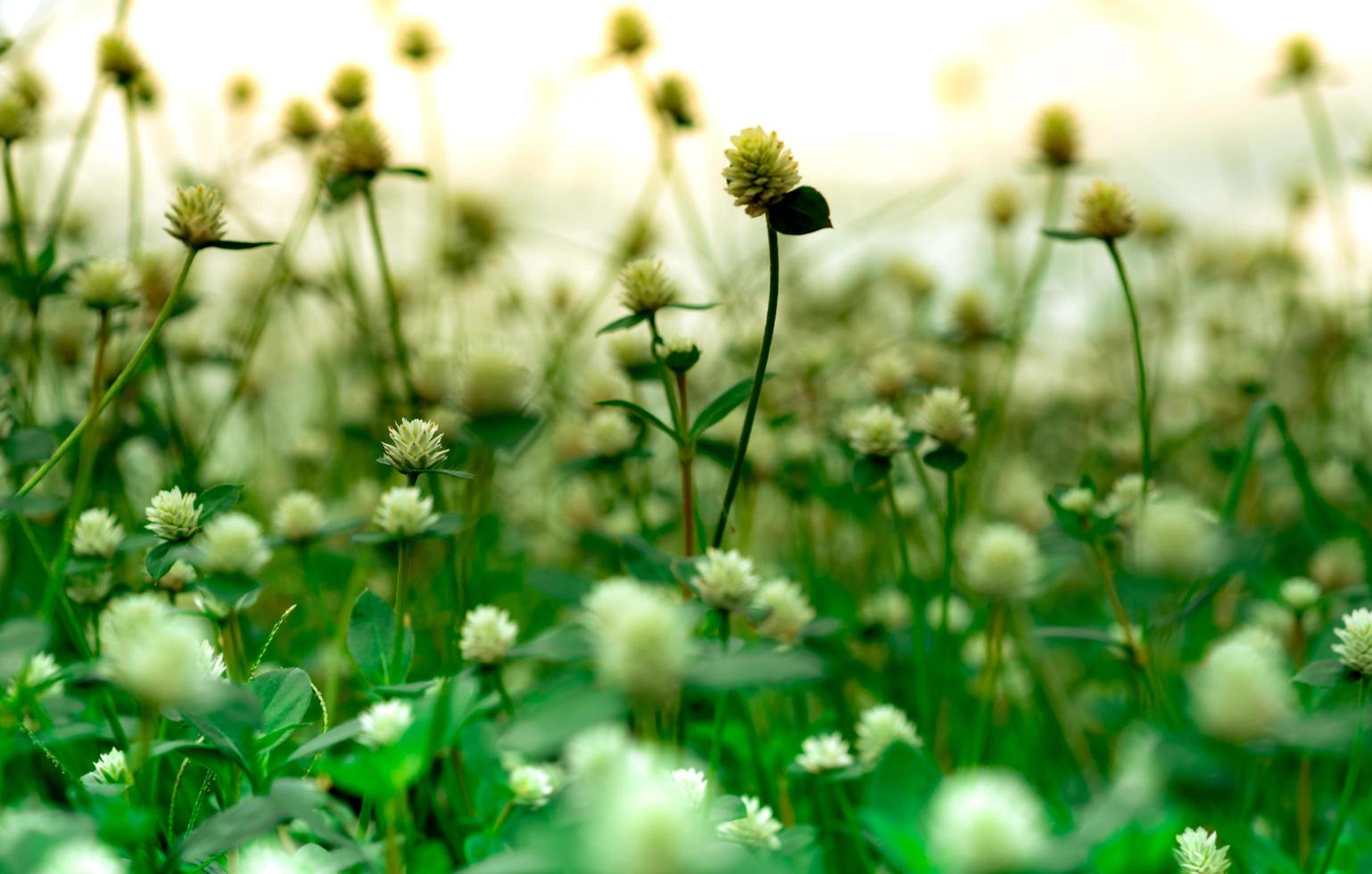 Selective focus of white grass flower in the garden with morning sunlight in spring season. Small grass flower with green leaves on blurred background of grass flower field. Natural plant. Freshness. photo