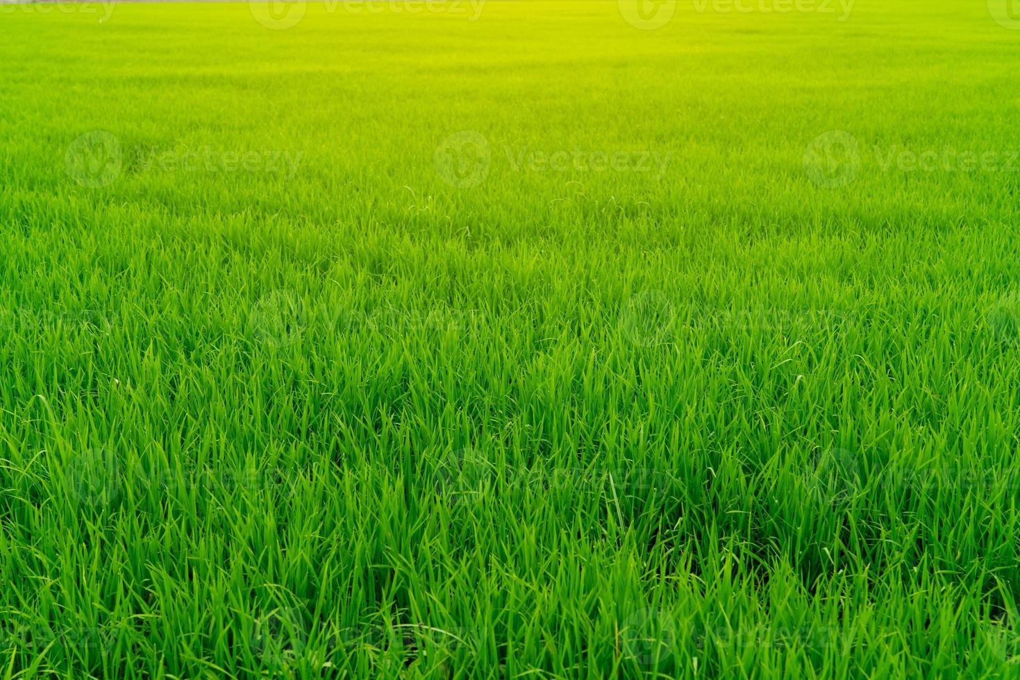 Rice plantation. Green rice paddy field. Organic rice farm in asia. Rice growing agriculture. Green paddy field. Paddy-sown ricefield cultivation. Asian food. Green grass leaves with raindrops. photo