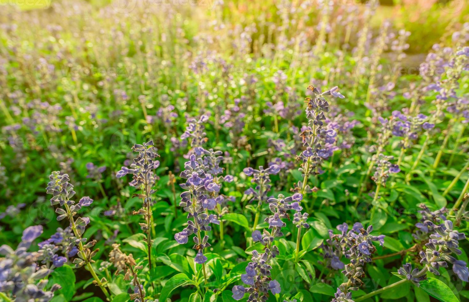 Purple flower field in the garden with morning sunlight in spring. Small purple flower with green leaves in garden. Flower field in park. Ornamental plant. Beauty in nature. Good weather. Sunshine. photo