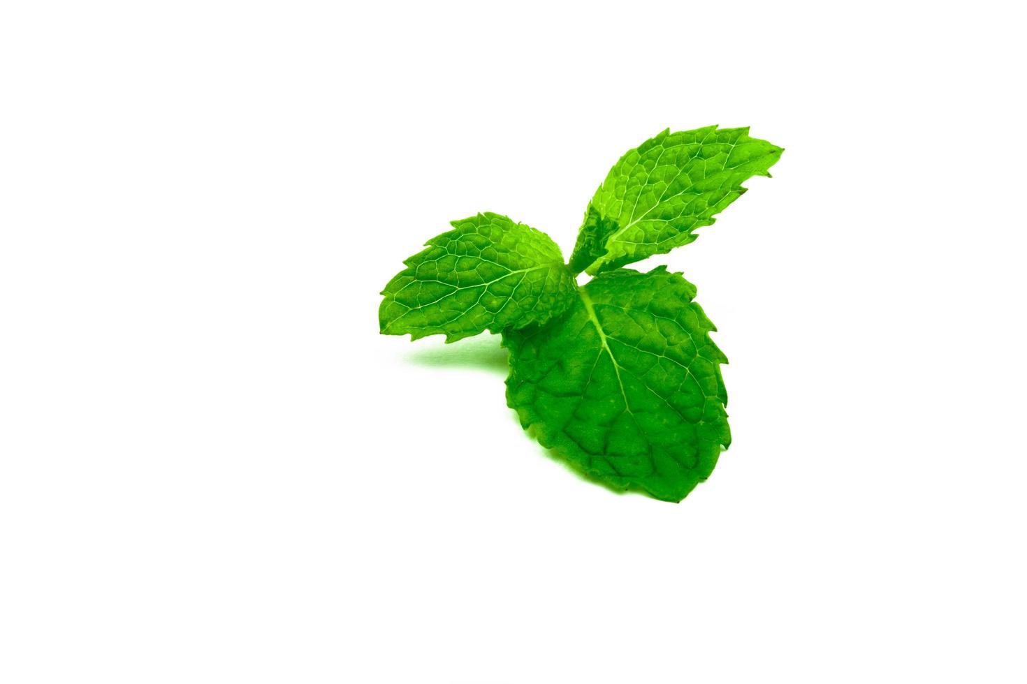 hoja de menta de cocina aislada sobre fondo blanco. menta verde fuente natural de aceite de mentol. hierba tailandesa para guarnición de alimentos. Hierba para combatir la flatulencia y hacer un aliento fresco y seguro. foto