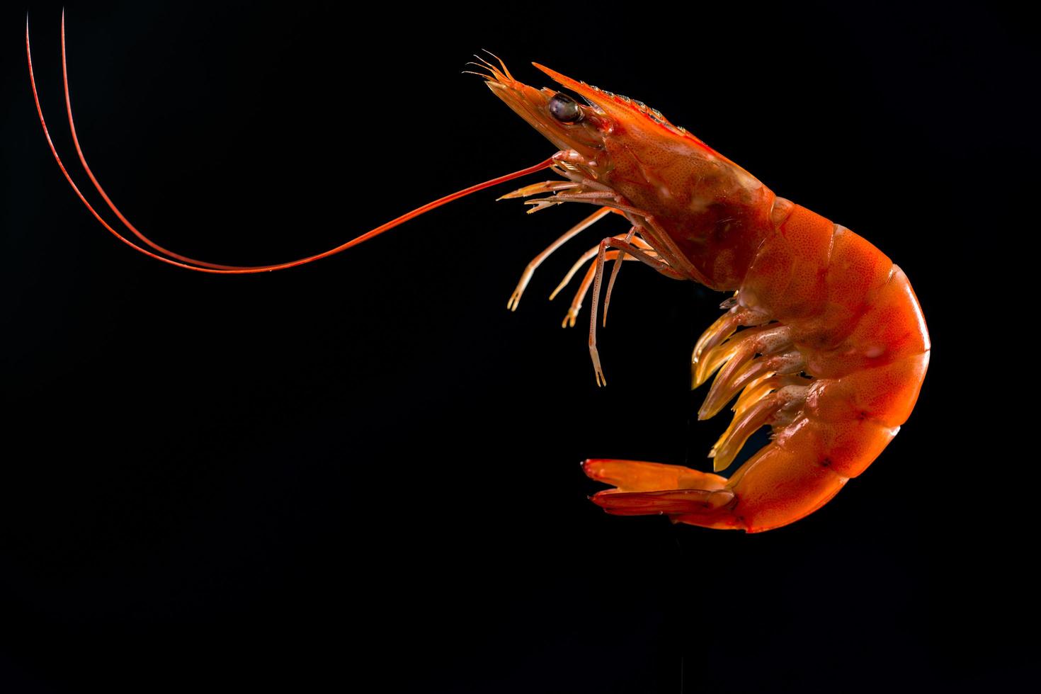 Steamed shrimp isolated on dark background with copy space for text. Seafood buffet in restaurant concept. Use for seafood buffet promotions advertising photo
