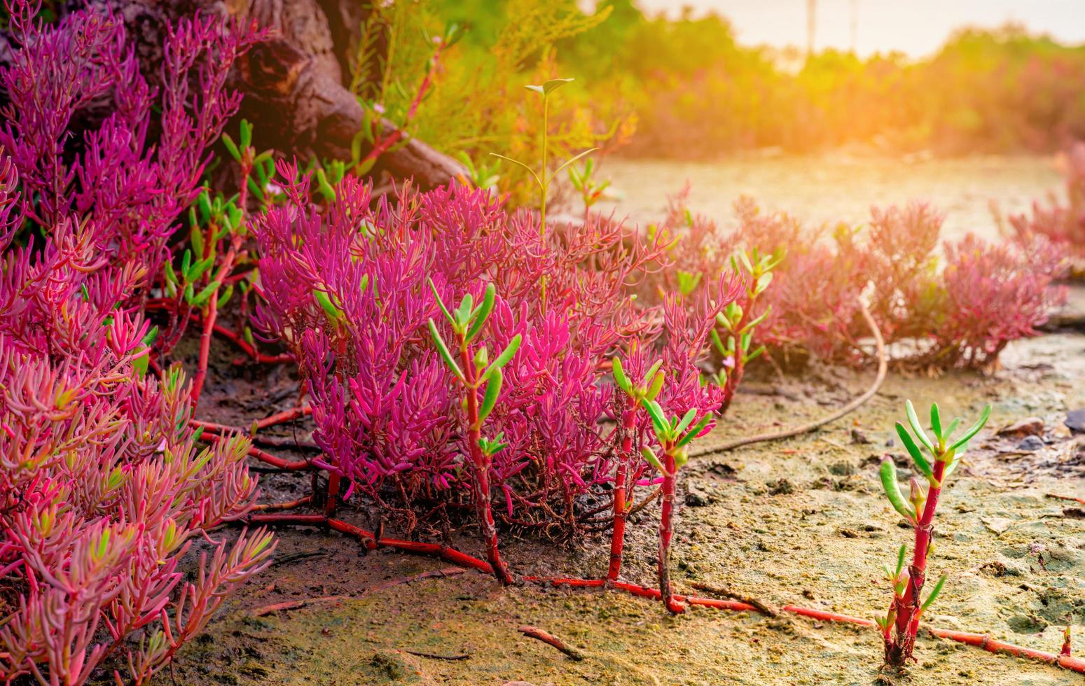 Seablite Sueda maritima growth in acid soil. Acid soil indicator plants. Red Seablite grow near dead tree on blurred background of mangrove forest, blue sky, and white clouds. Acid loving plants. photo