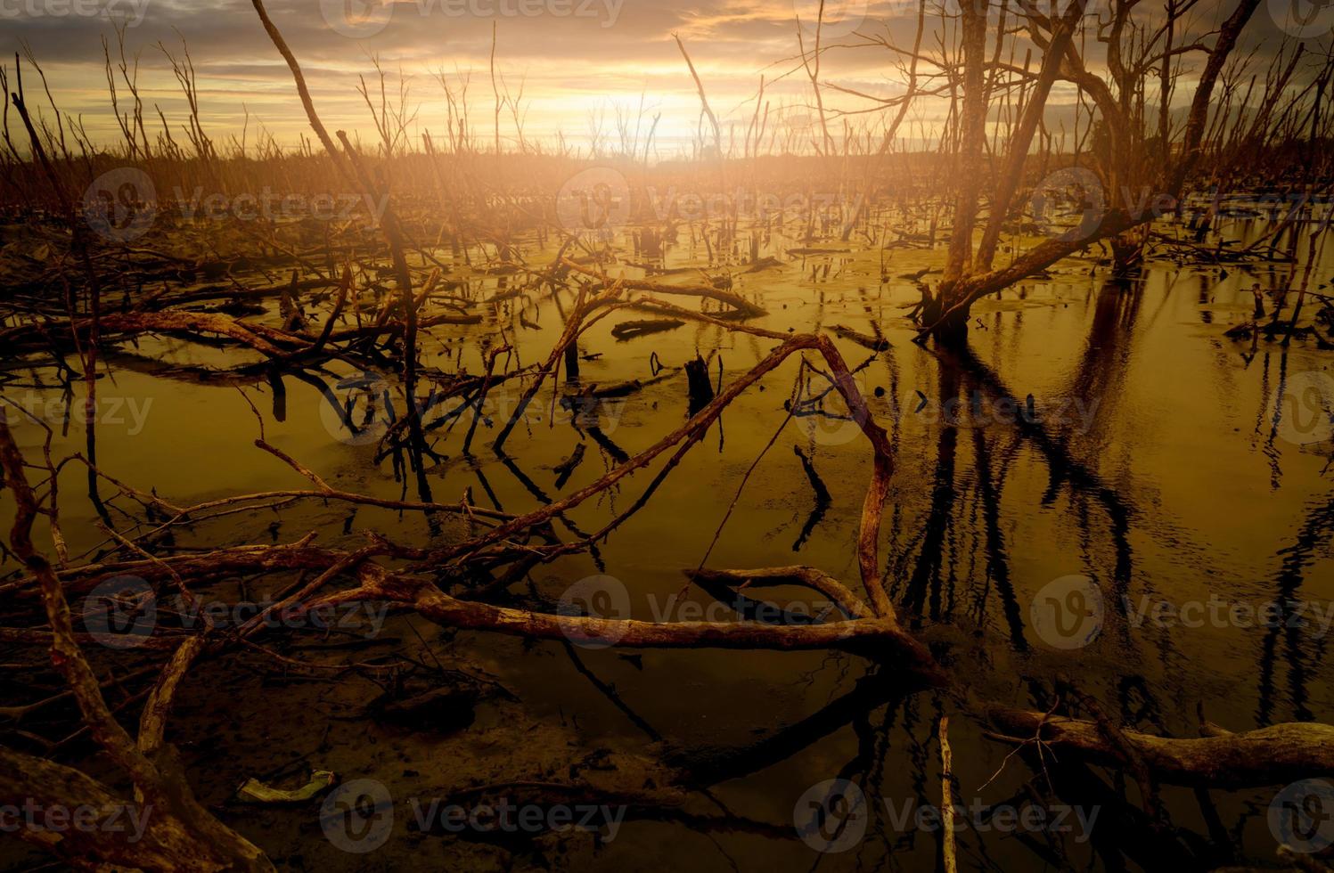 Flood forest and dead tree problems from climate change. Environmental topics background. Concept of save the earth from environmental crisis. Dead trees in flood area with sunset sky. Degraded forest photo