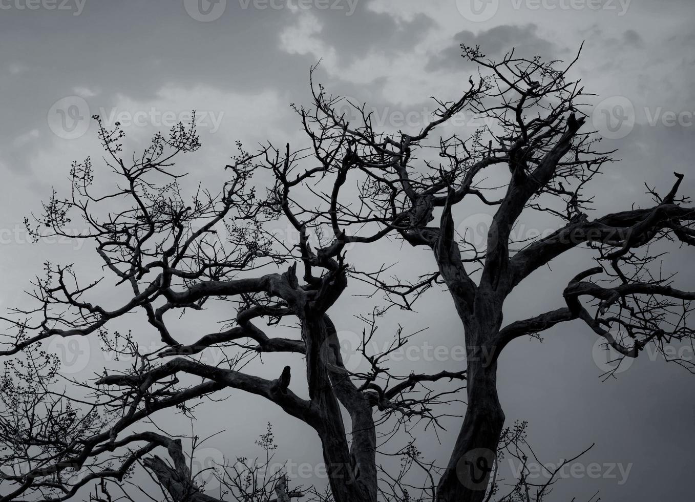 Silhouette dead tree on dark dramatic sky and white clouds background for peaceful death. Despair and hopeless concept. Sad of nature. Death and sad emotion background. Dead branches unique pattern. photo