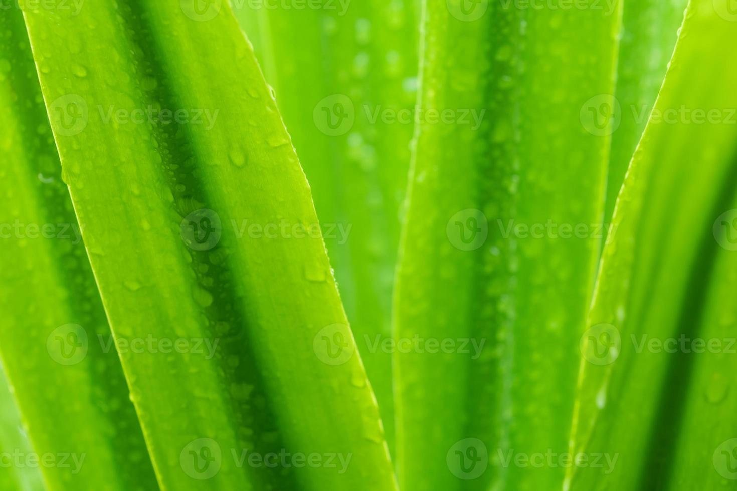 Selective focus fresh green leaves with raindrop. Water drops or rain drop on green plant leaves in garden. Nature background. Rainy season. Green leaf texture background with minimal pattern for spa. photo