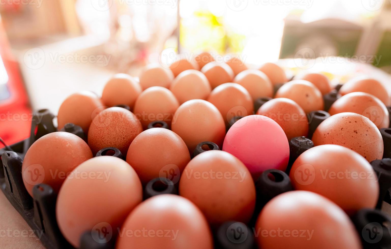 Egg in black plastic tray in chicken farm. Eggs in carton. Hen eggs from organic farm. Poultry product. Outstanding concept. Pink salted egg among crowd brown eggs in plastic tray. Protein food. photo